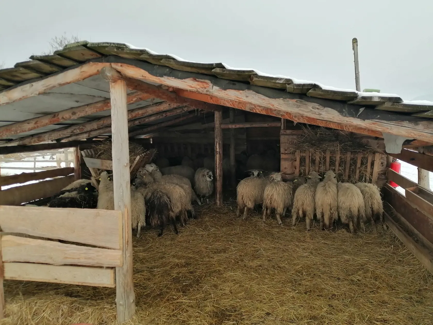 Chovateľ má s plemenom valašiek dlhoročné skúsenosti.