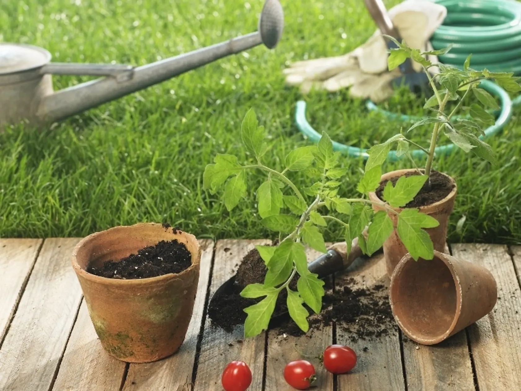 Zdravý sadbový materiál a hygiena na hriadke i v skleníku je nutnou prevenciou.