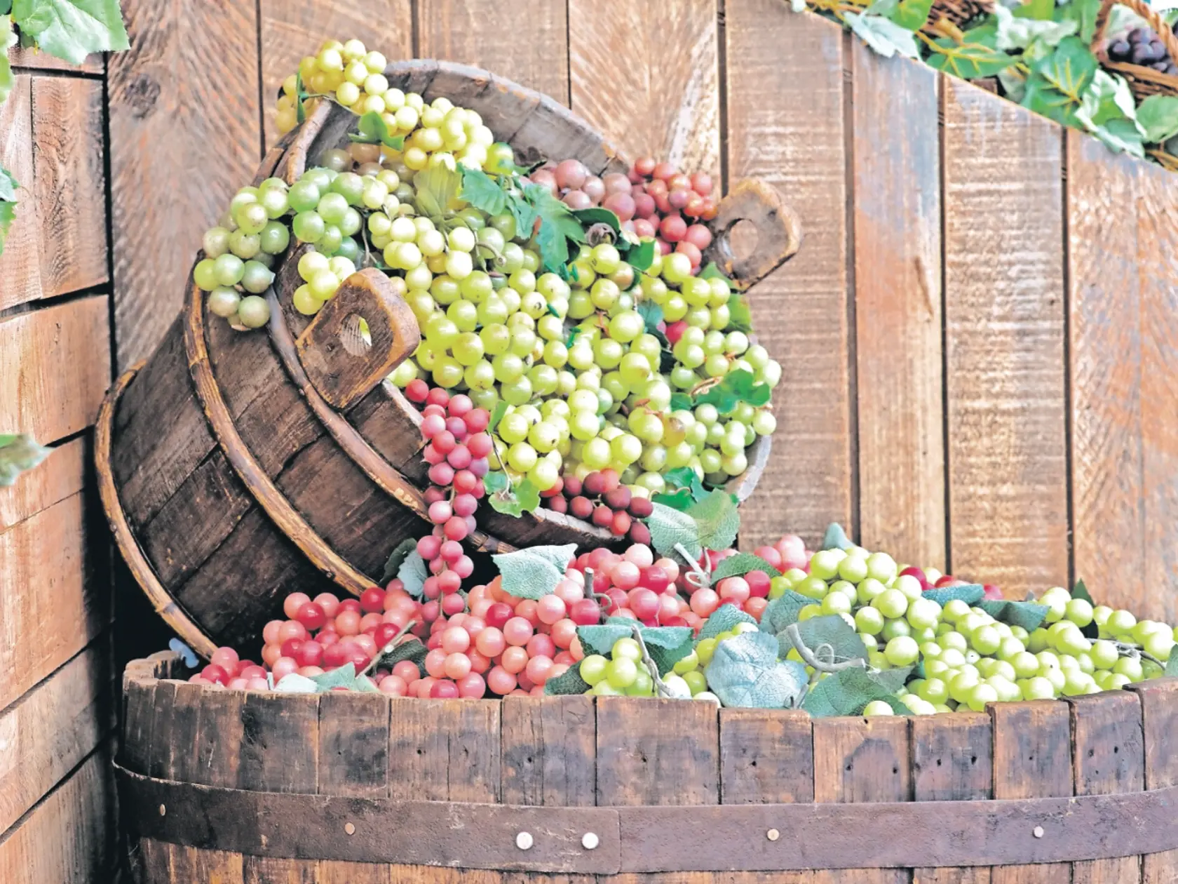 Najmä šupky modrého hrozna sú bohatým zdrojom antioxidantu resveratrol.