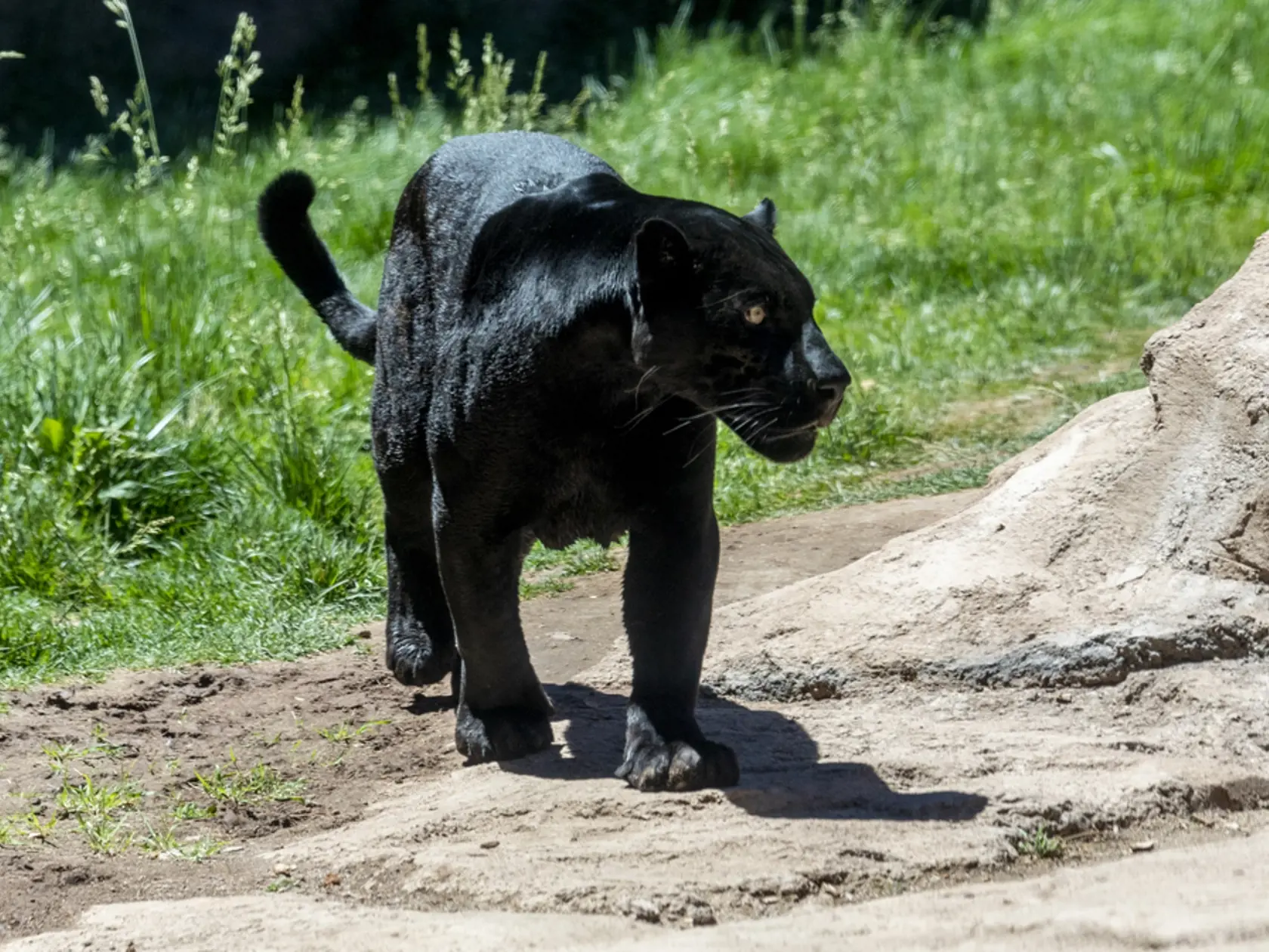 Podľa obyvateľa, ktorý šelmu uvidel, mohlo ísť o pumu alebo jaguára. (Ilustračné foto)