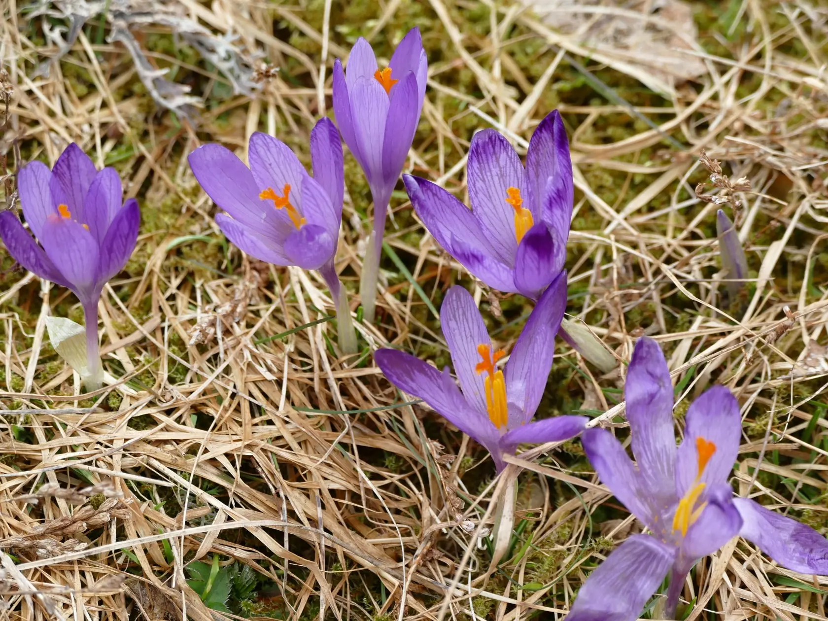 Na snímke šafran karpatský (Crocus heuffelianus) v okolí  Zuberca 21. apríla 2021. FOTO TASR - Erika Ďurčová