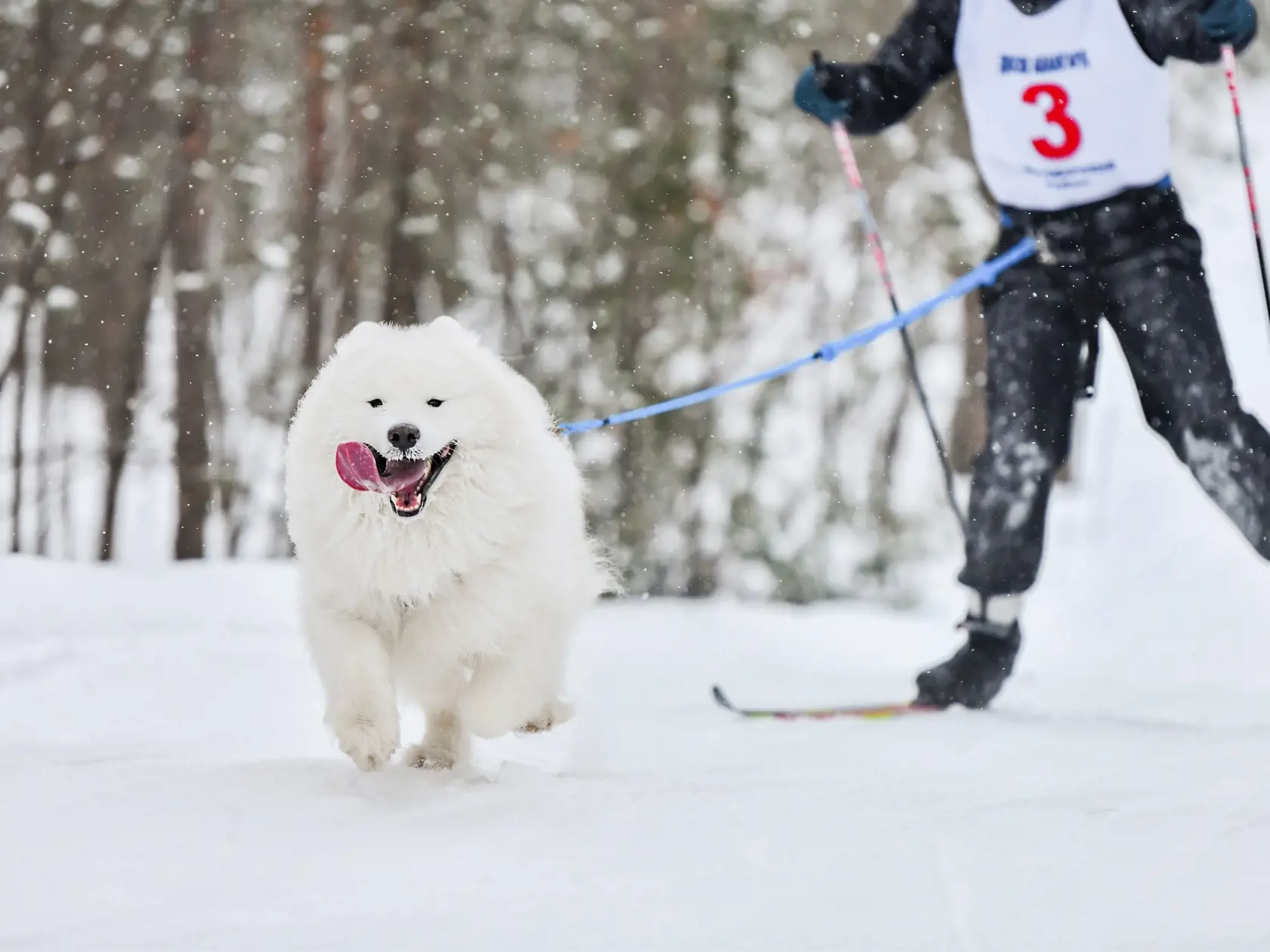 Dog,Skijoring.,Winter,Sport,Championship,Competition.,Samoyed,Sled,Dog,Pull