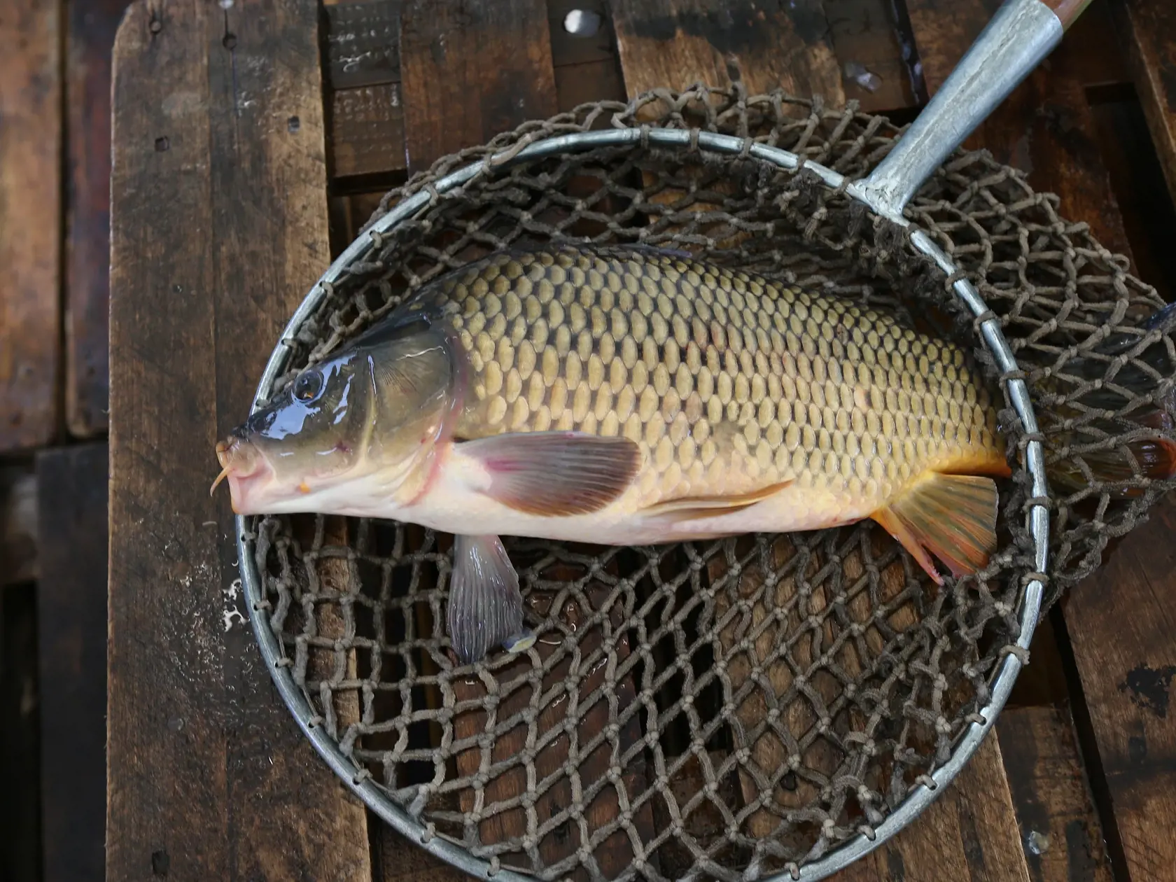Je bežné, že mnohí z tých, ktorí si kúpili živú rybu ju nemajú odvahu zabiť a preto ju pustia do najbližšieho potoka, rieky či vodnej nádrže.