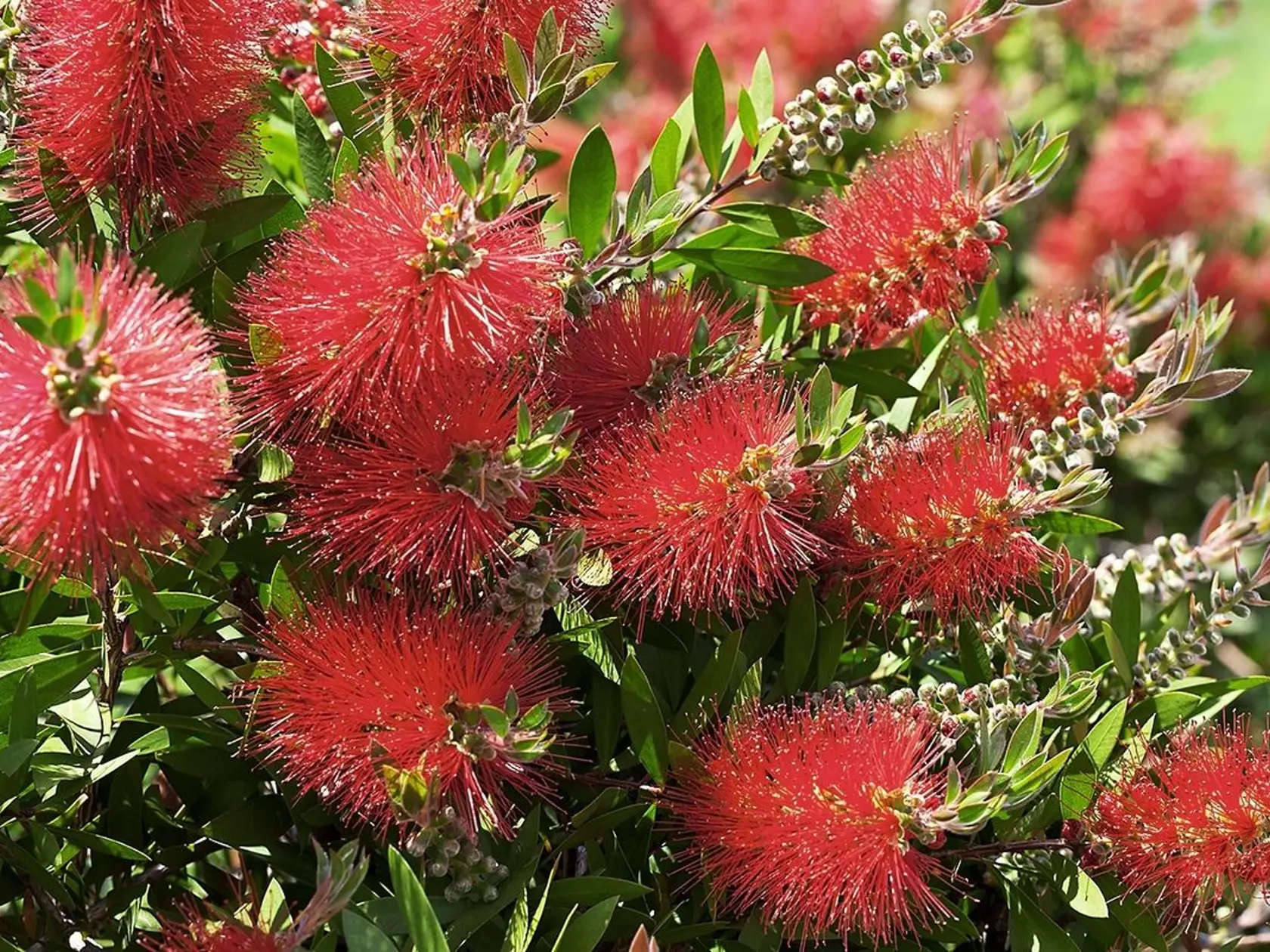 Callistemon citrinus.