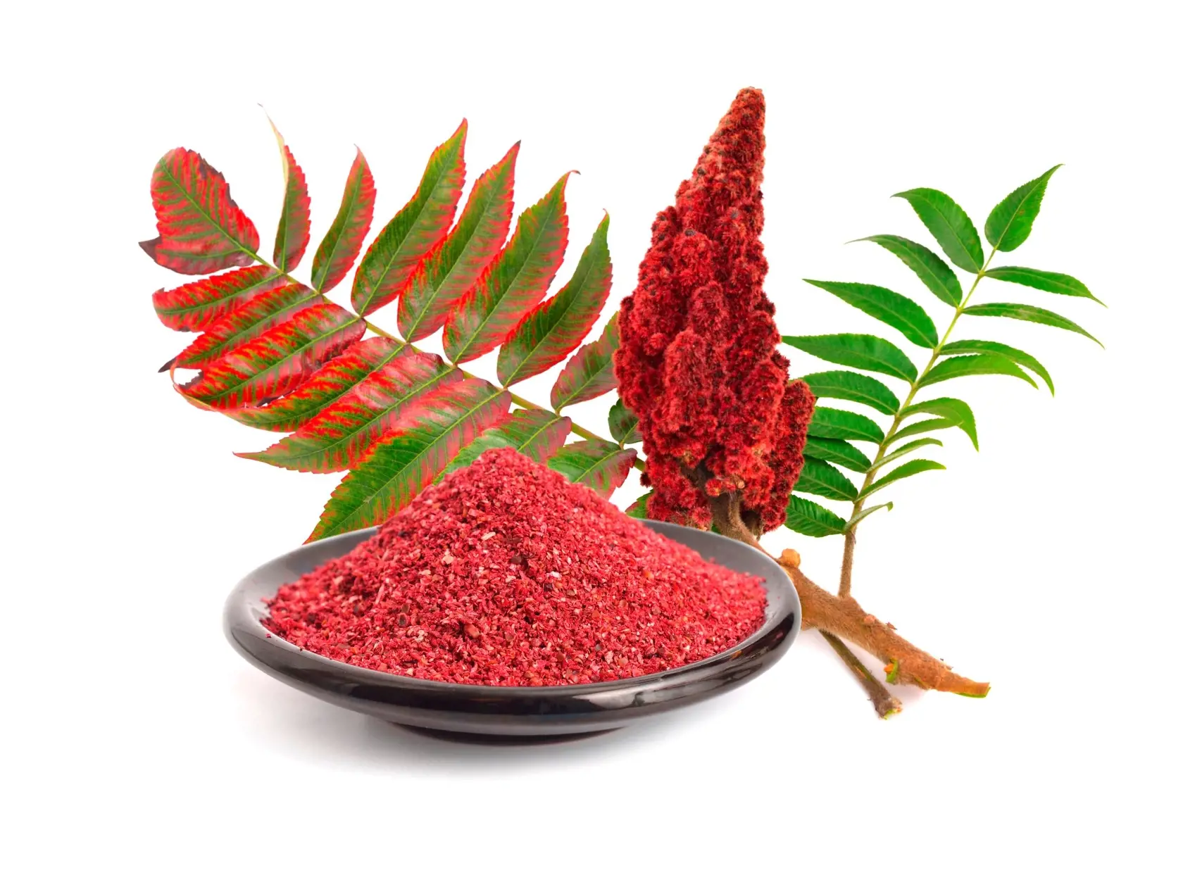 Sumach garbiarsky (Rhus coriaria)