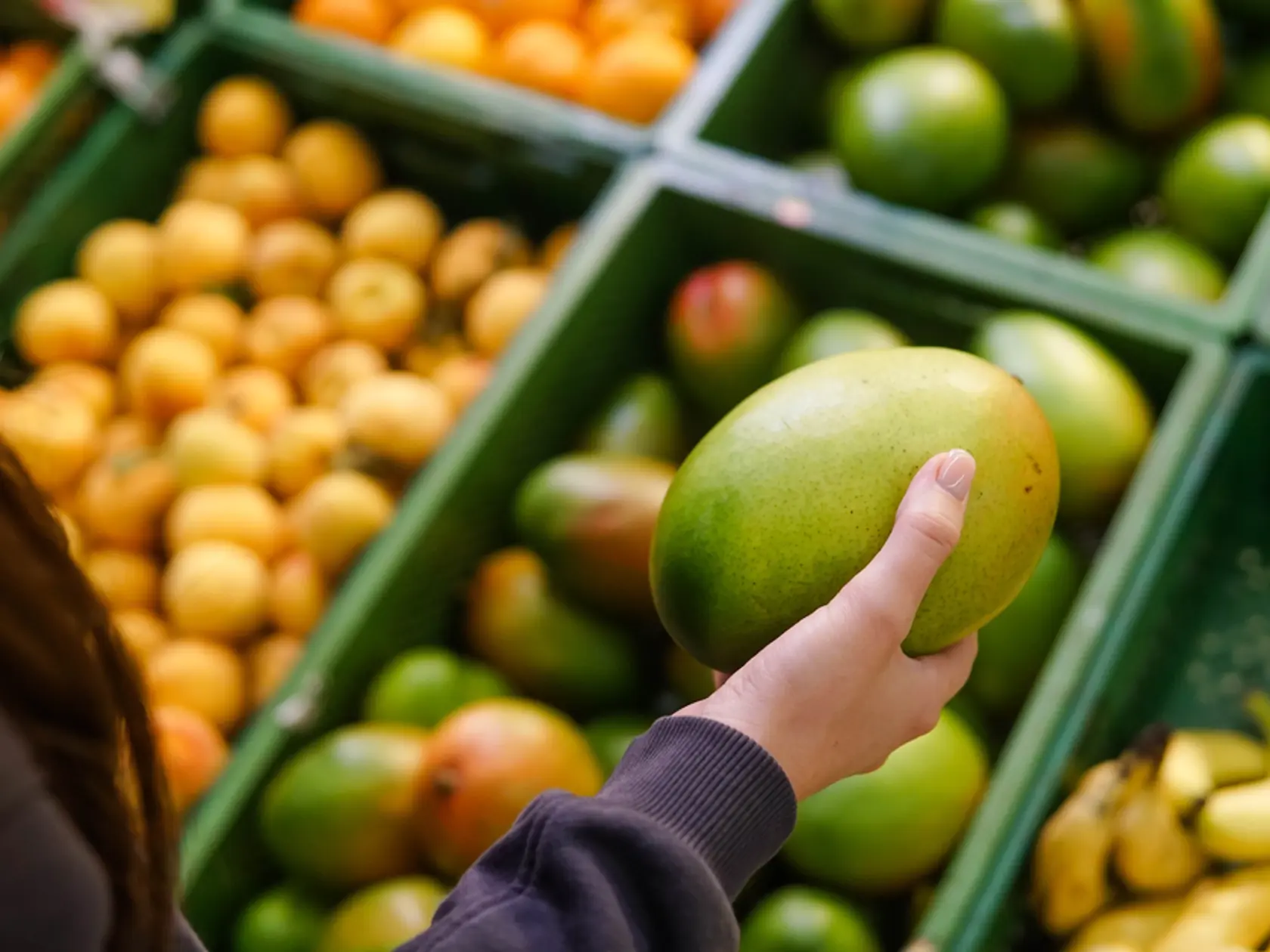 Woman choosing ripe mango at supermarket. Close up