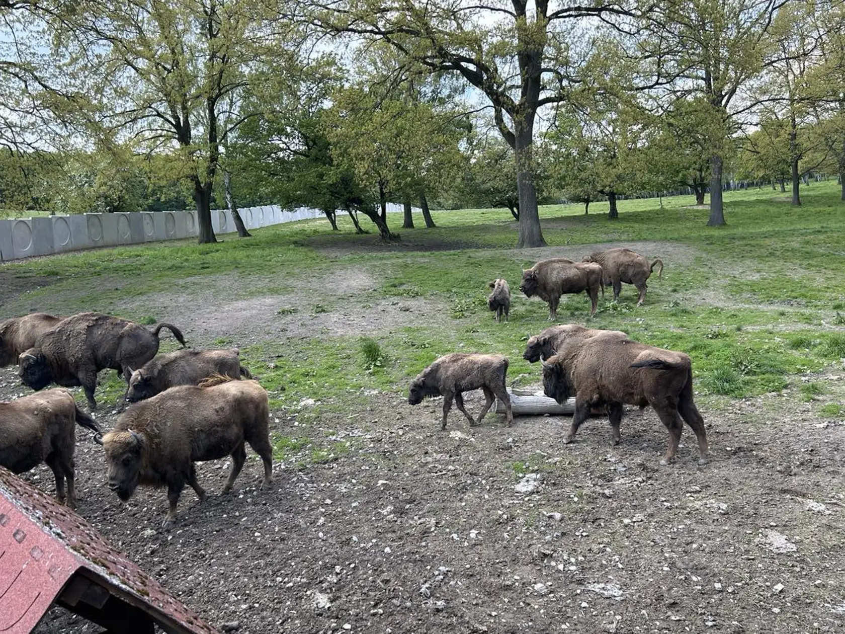 Zubria zvernica je už otvorená.
