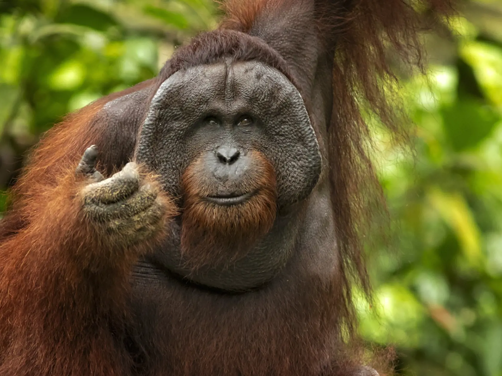 Bornean,Orangutan,(pongo,Pygmaeus),Is,A,Species,Of,Orangutan,Native