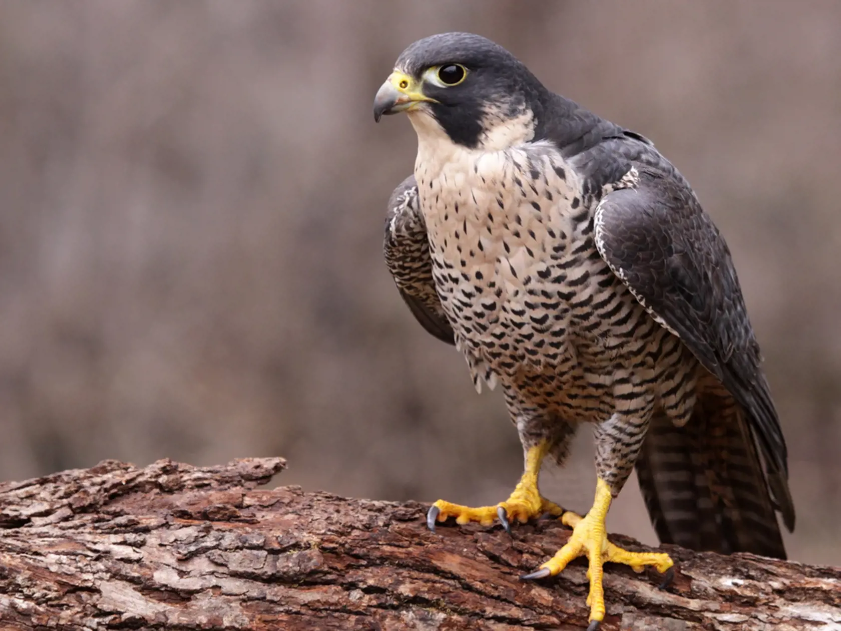 Najrýchlejším lietajúcim tvorom na Zemi je sokol sťahovavý. Jeho latinské meno Falco peregrinus je celkom priliehavé, „perergrinus“ totiž v preklade znamená cestovateľ či pútnik. Tento dravec počas migrácie precestuje pokojne aj 25-tisíc kilometrov a tak niet divu, že sa vyskytuje na všetkých kontinentoch s výnimkou Antarktídy.