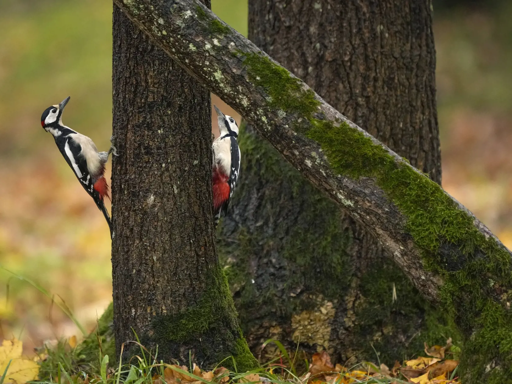 KK26 Tallinn - Na snímke ďatle na strome počas jesenného dňa 18. októbra 2022 v Tallinne. FOTO TASR/AP
Woodpeckers hold on to a tree trunk on an autumn day in Tallinn, Estonia, Tuesday, Oct. 18, 2022. (AP Photo/Sergei Grits)