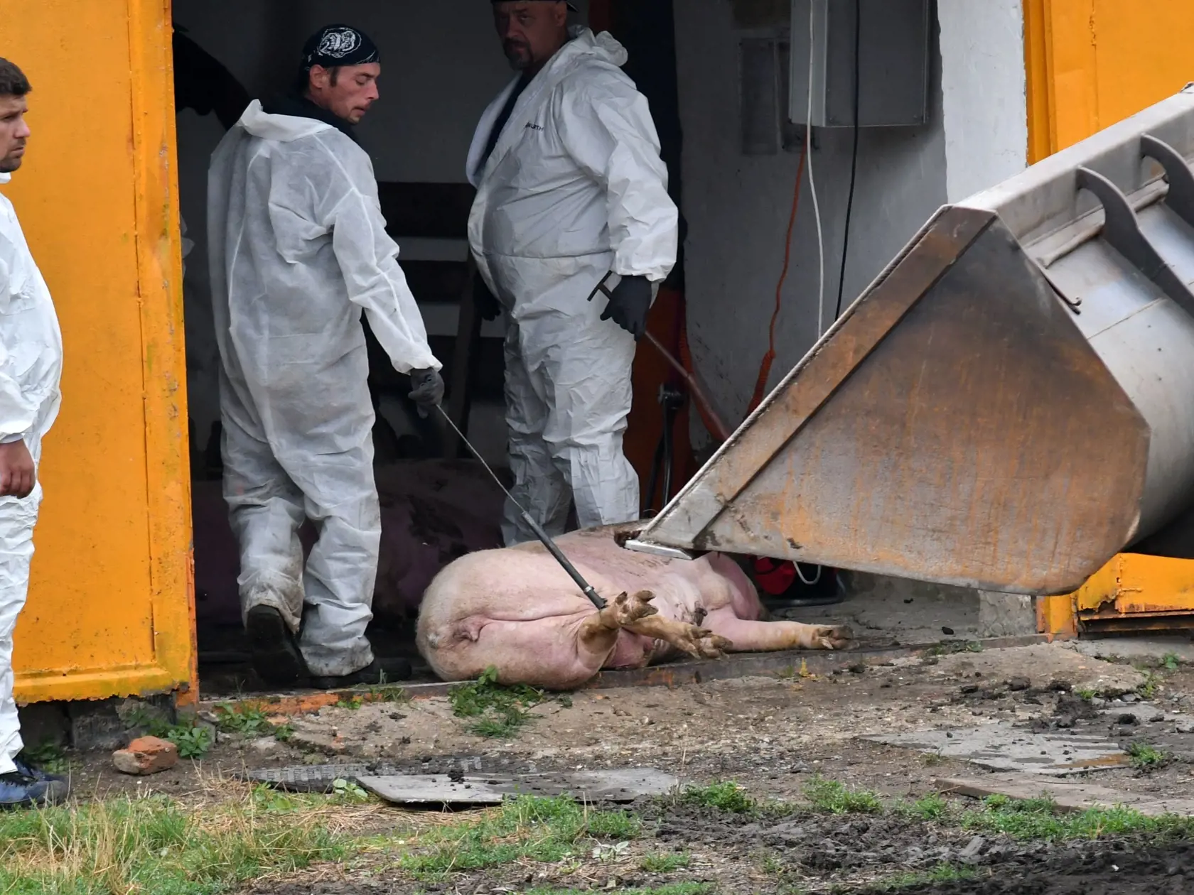 Na snímke likvidácia domácich ošípaných na chovnej farme spoločnosti Agrozoran, s.r.o. Michaľany v obci Luhyňa v okrese Trebišov, kde laboratórne testy v pondelok 17. augusta 2020 potvrdili výskyt afrického moru ošípaných (AMO). Nariadené preventívne usmrtenie zahŕňa všetkých zhruba 380 chovaných ošípaných. Luhyňa, 19. augusta 2020. FOTO TASR - Roman Hanc