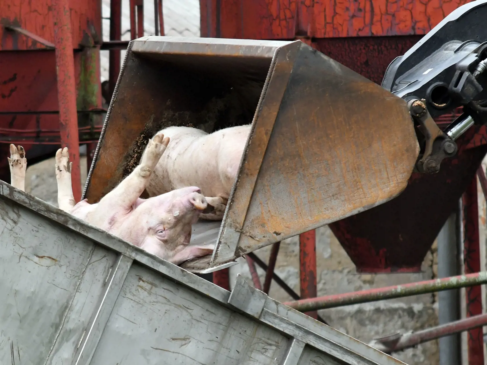 Na snímke likvidácia domácich ošípaných na chovnej farme spoločnosti Agrozoran, s.r.o. Michaľany v obci Luhyňa v okrese Trebišov, kde laboratórne testy v pondelok 17. augusta 2020 potvrdili výskyt afrického moru ošípaných (AMO). Nariadené preventívne usmrtenie zahŕňa všetkých zhruba 380 chovaných ošípaných. Luhyňa, 19. augusta 2020. FOTO TASR - Roman Hanc