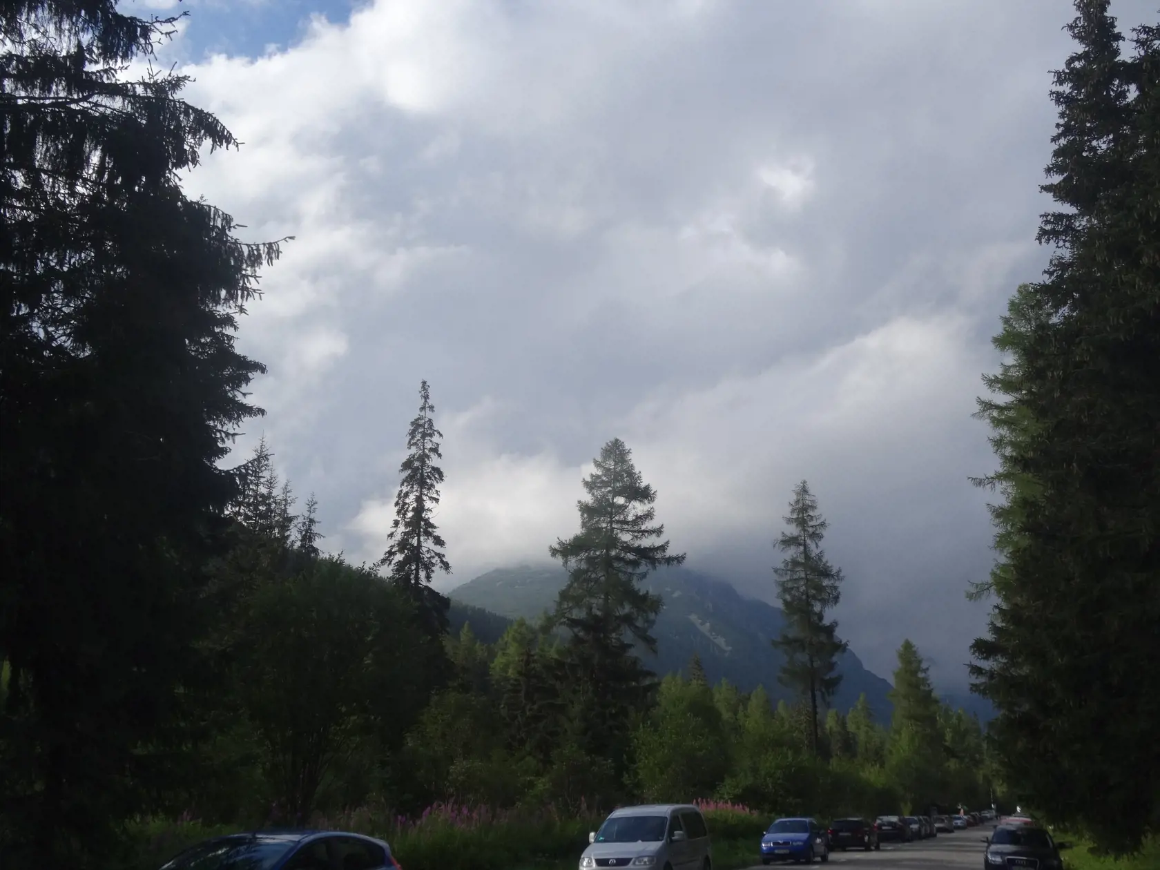 Veľké plochy vŕbovky vidíme cestou na Popradské i Štrbské pleso.