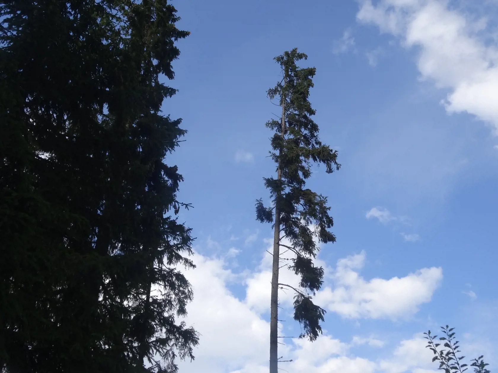 Husté tatranské smrekové lesy sa na väčšine územia nezvratnou minulosťou.