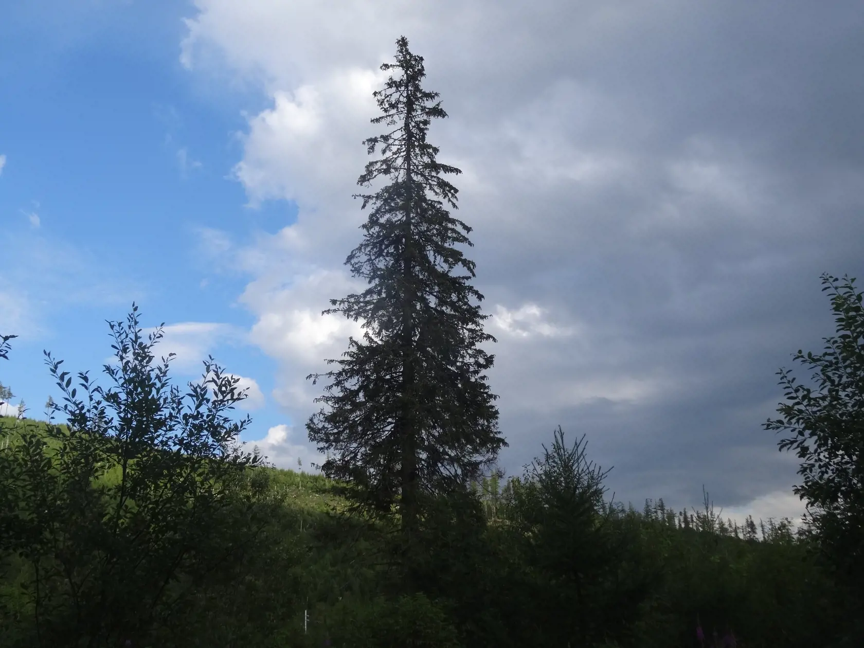 Takýchto "silákov" ako je na fotografii by Tatry potrebovali ako soľ.