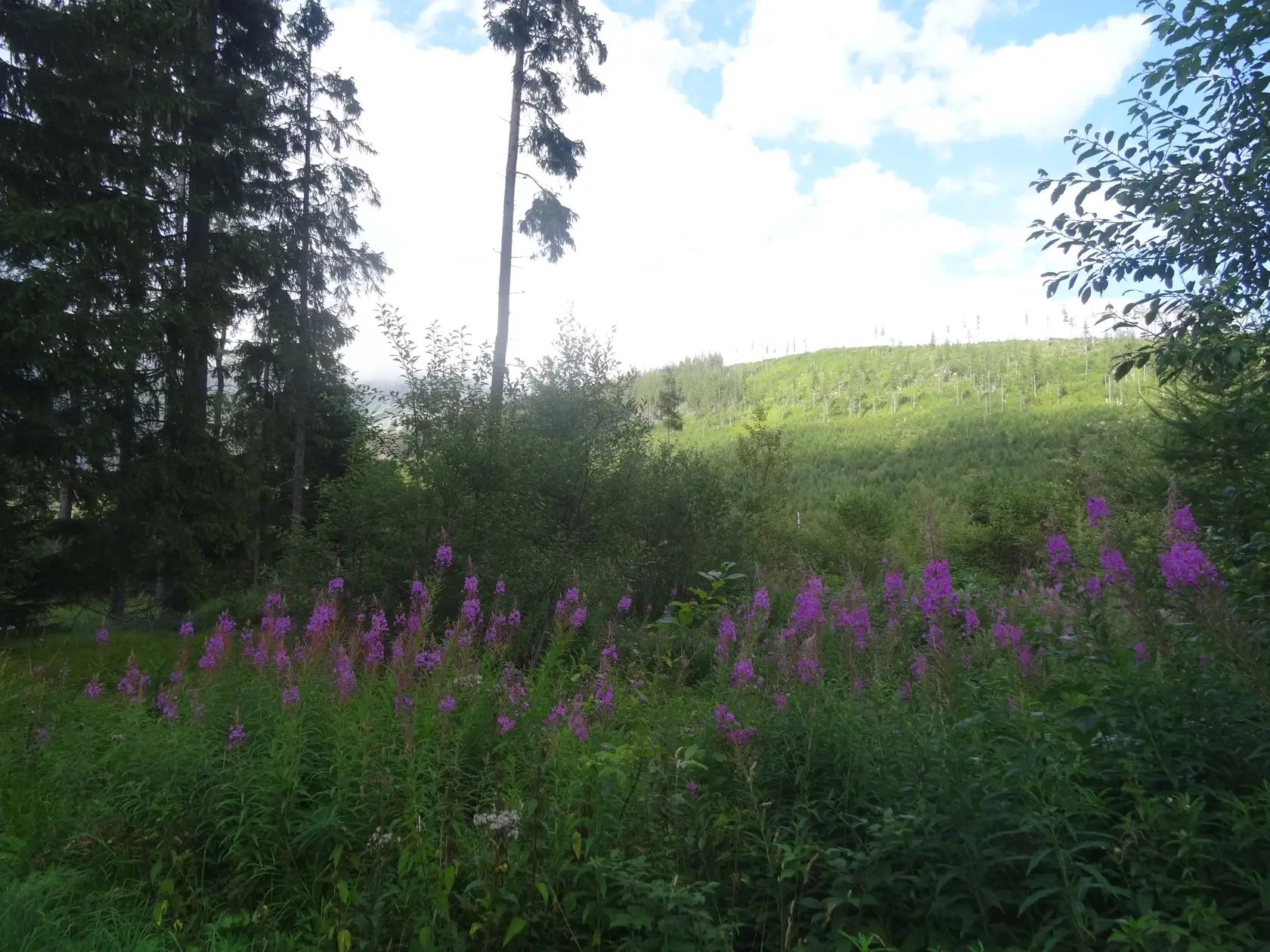 Vŕbovka, ktorá rastie pri ceste na Popradské pleso.