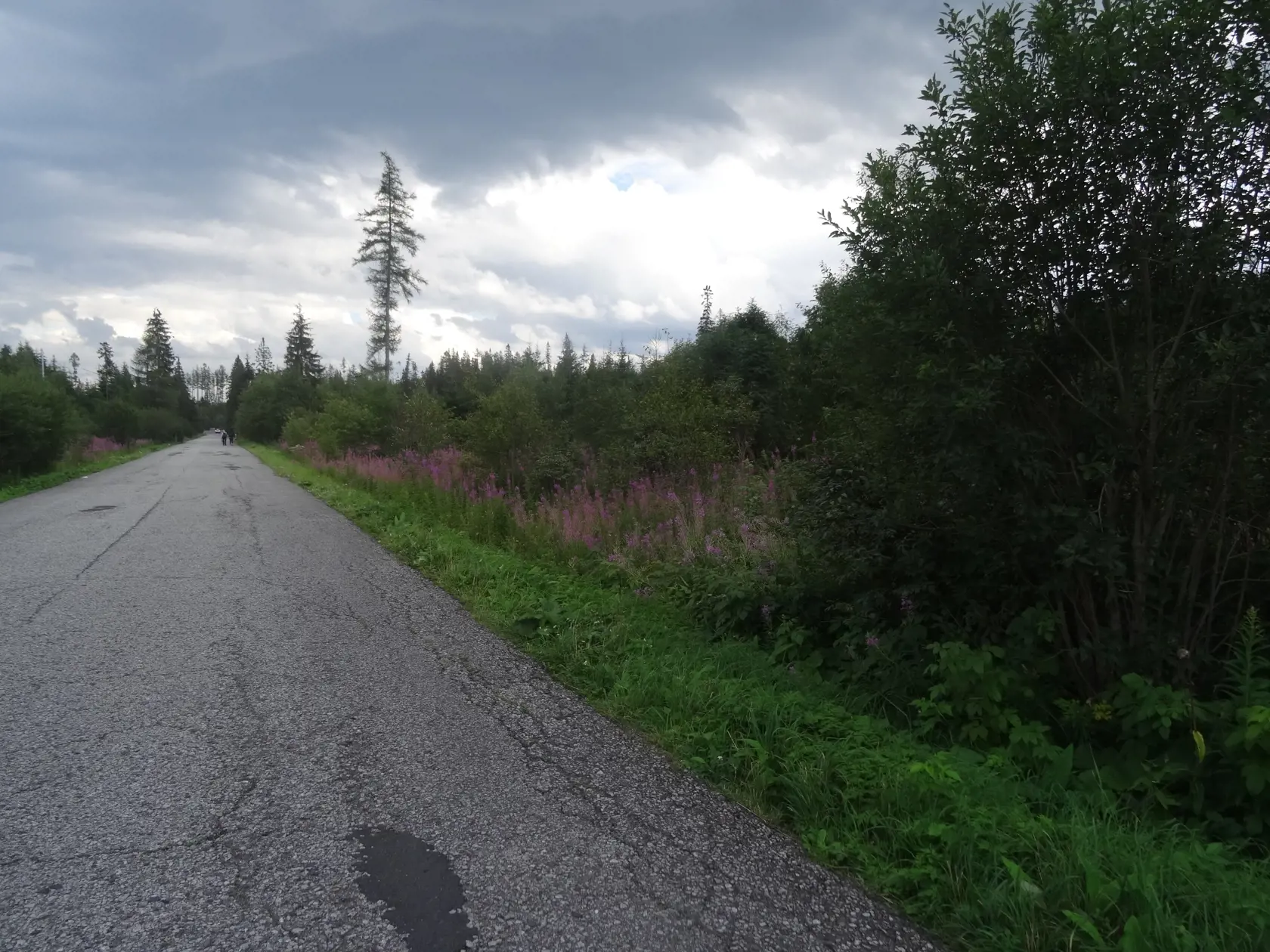 Vŕbovka, ktorá rastie pri ceste na Popradské pleso.