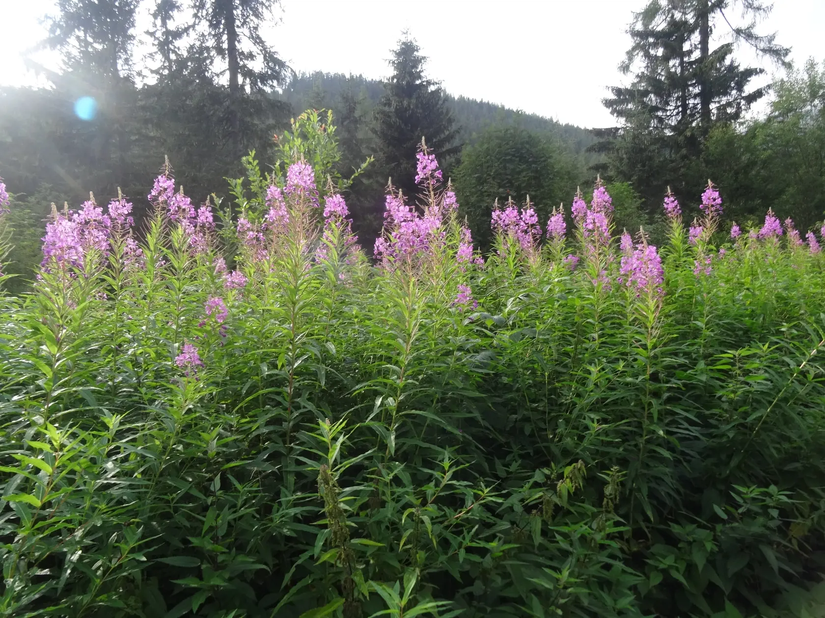 Vŕbovka, ktorá rastie pri ceste na Popradské pleso.