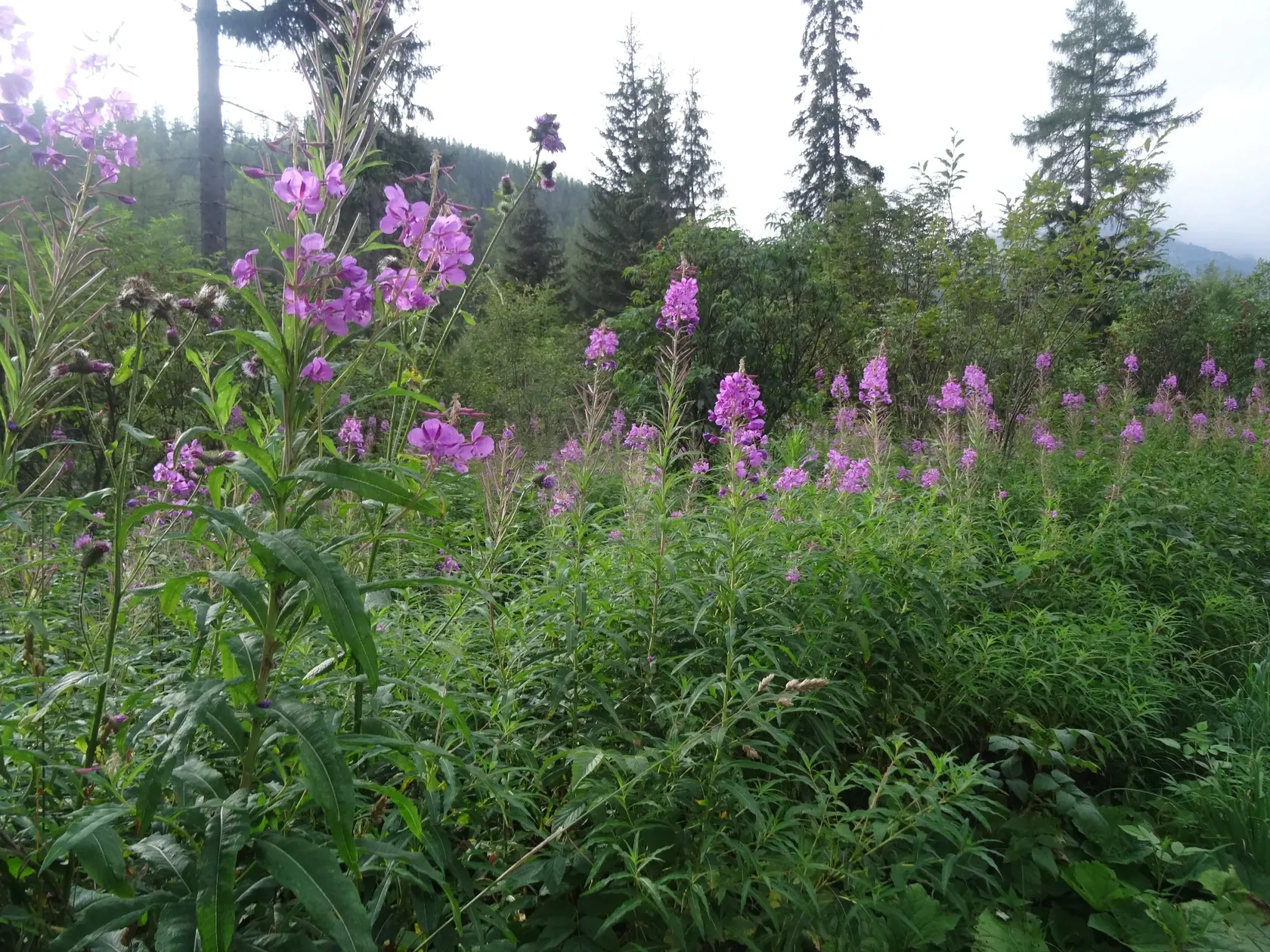 Vŕbovka, ktorá rastie pri ceste na Popradské pleso.
