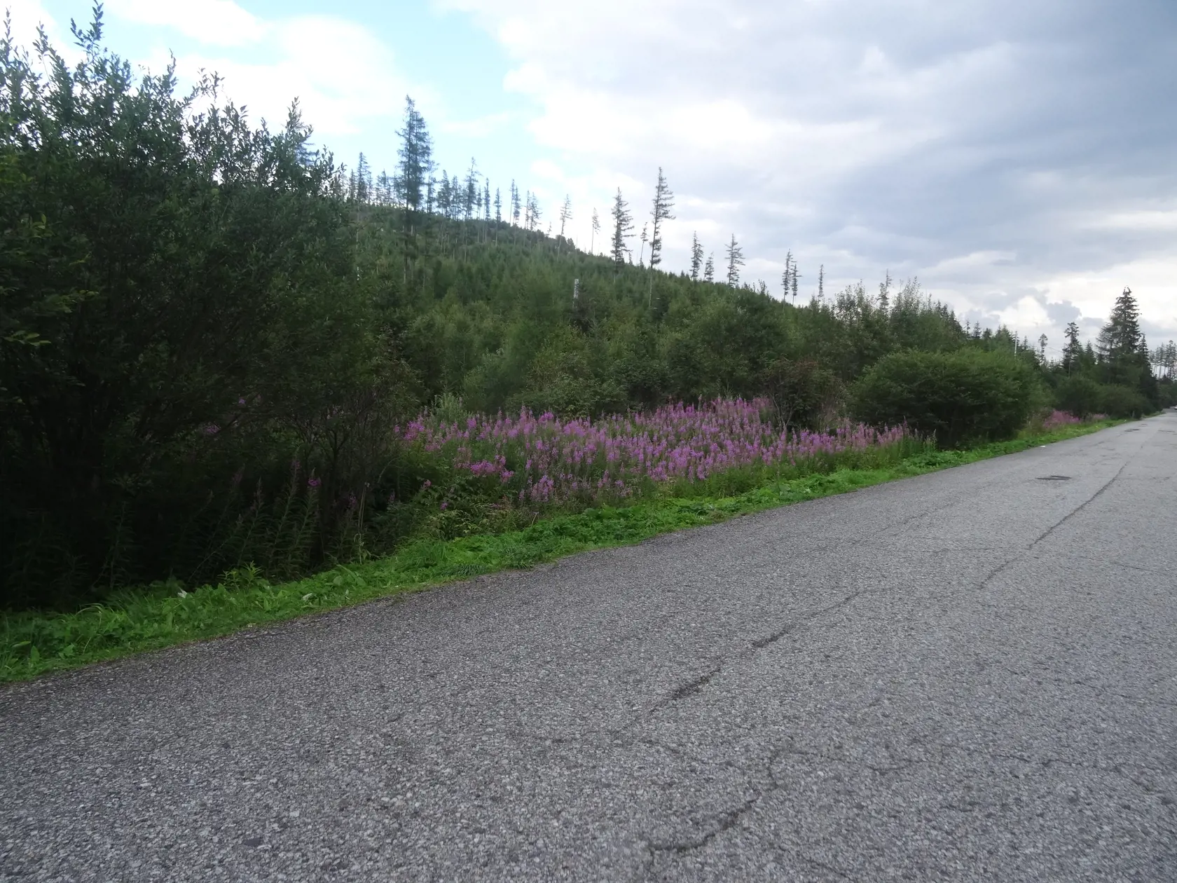 Vŕbovka, ktorá rastie pri ceste na Popradské pleso.