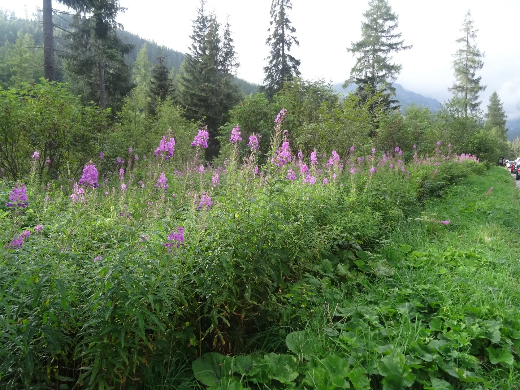 Vŕbovka, ktorá rastie pri ceste na Popradské pleso.