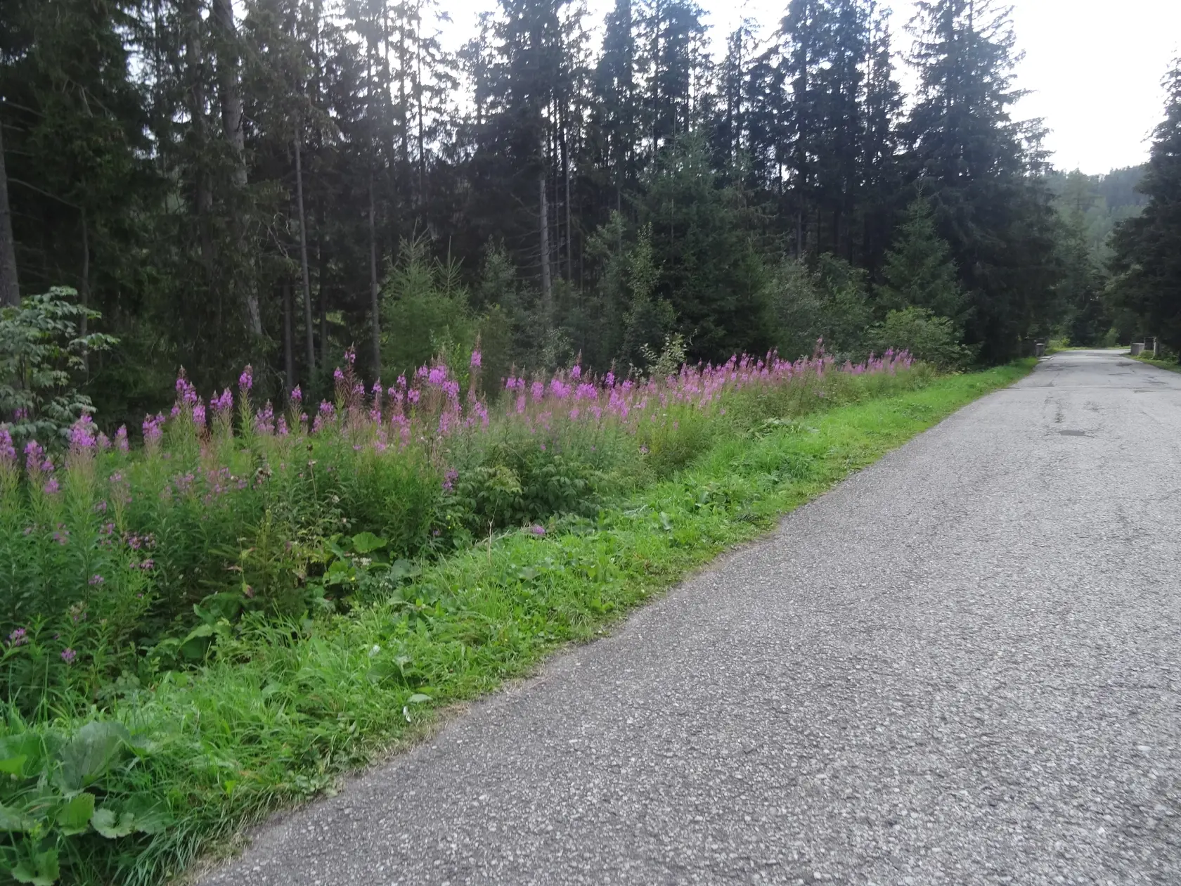 Vŕbovka, ktorá rastie pri ceste na Popradské pleso.