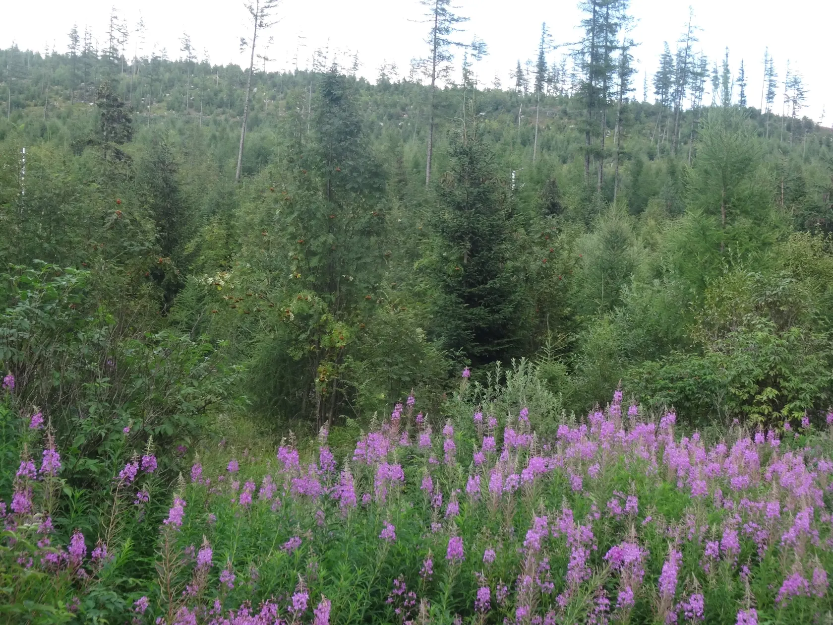 Vŕbovka, ktorá rastie pri ceste na Popradské pleso.