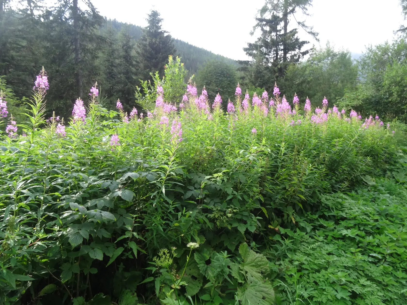 Vŕbovka, ktorá rastie pri ceste na Popradské pleso.