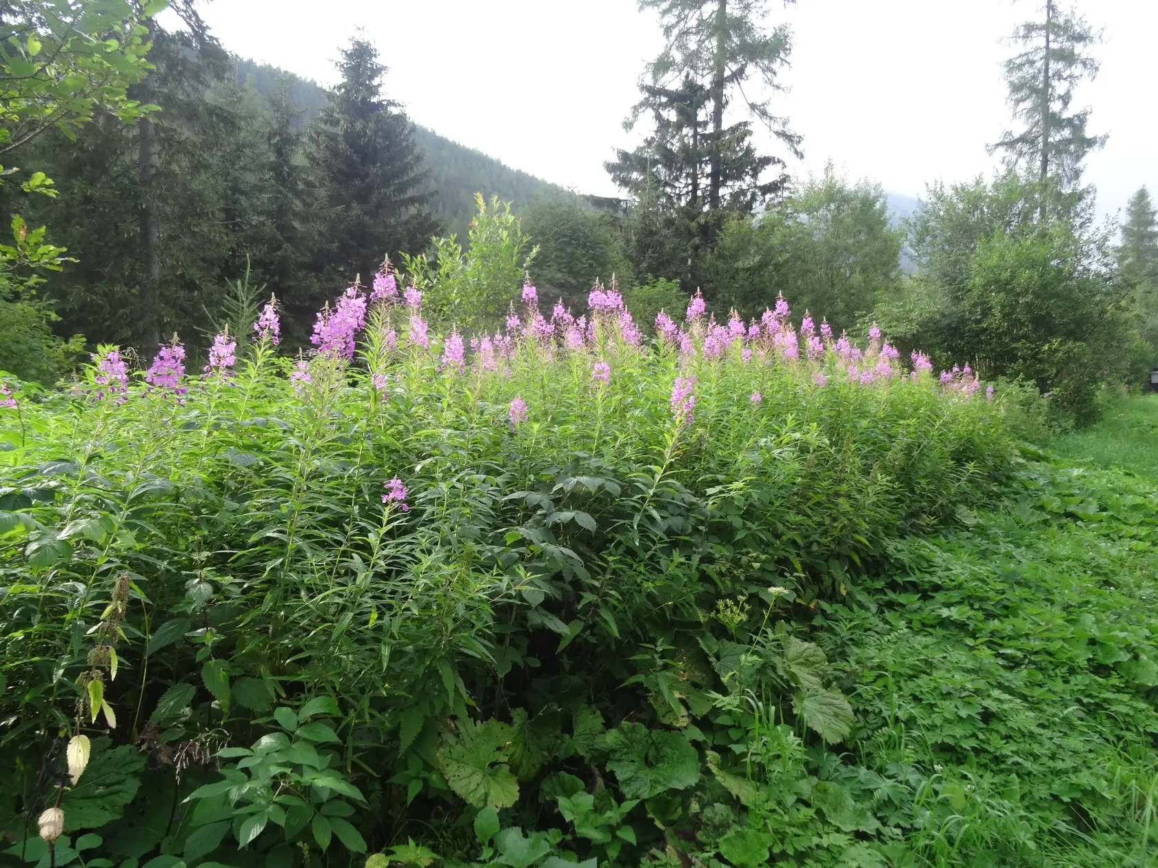 Vŕbovka, ktorá rastie pri ceste na Popradské pleso.