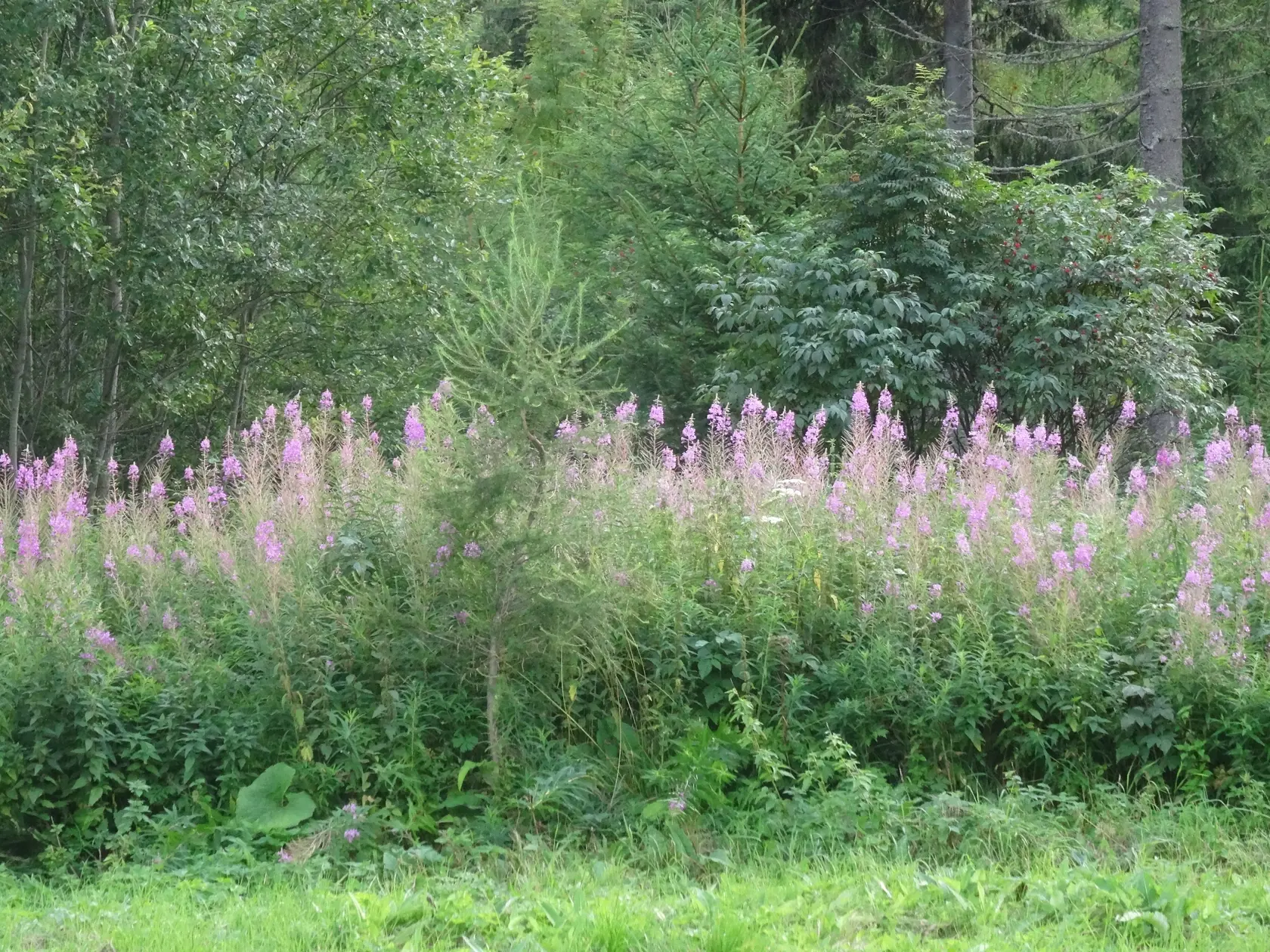 Pestré polia vŕbovky.