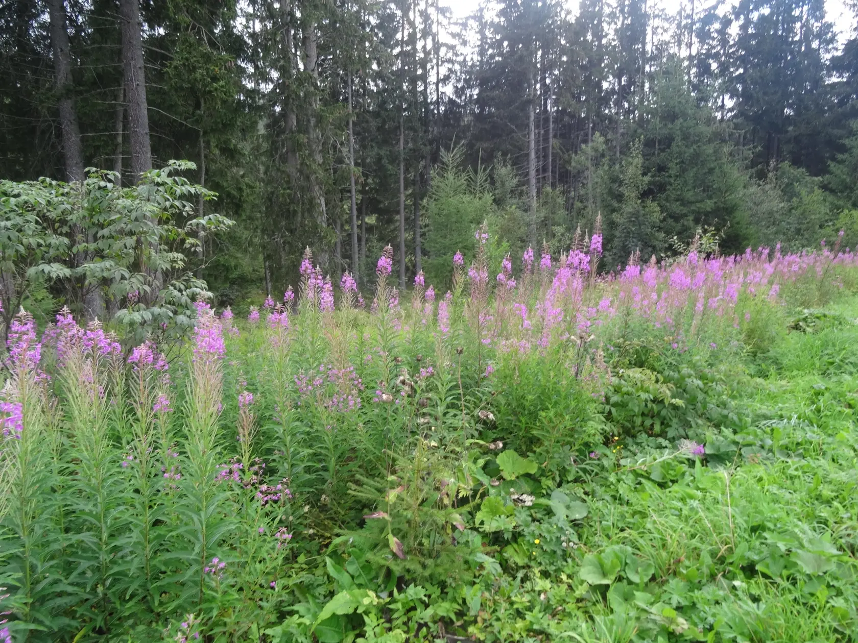 Vŕbovka, ktorá rastie pri ceste na Popradské pleso.