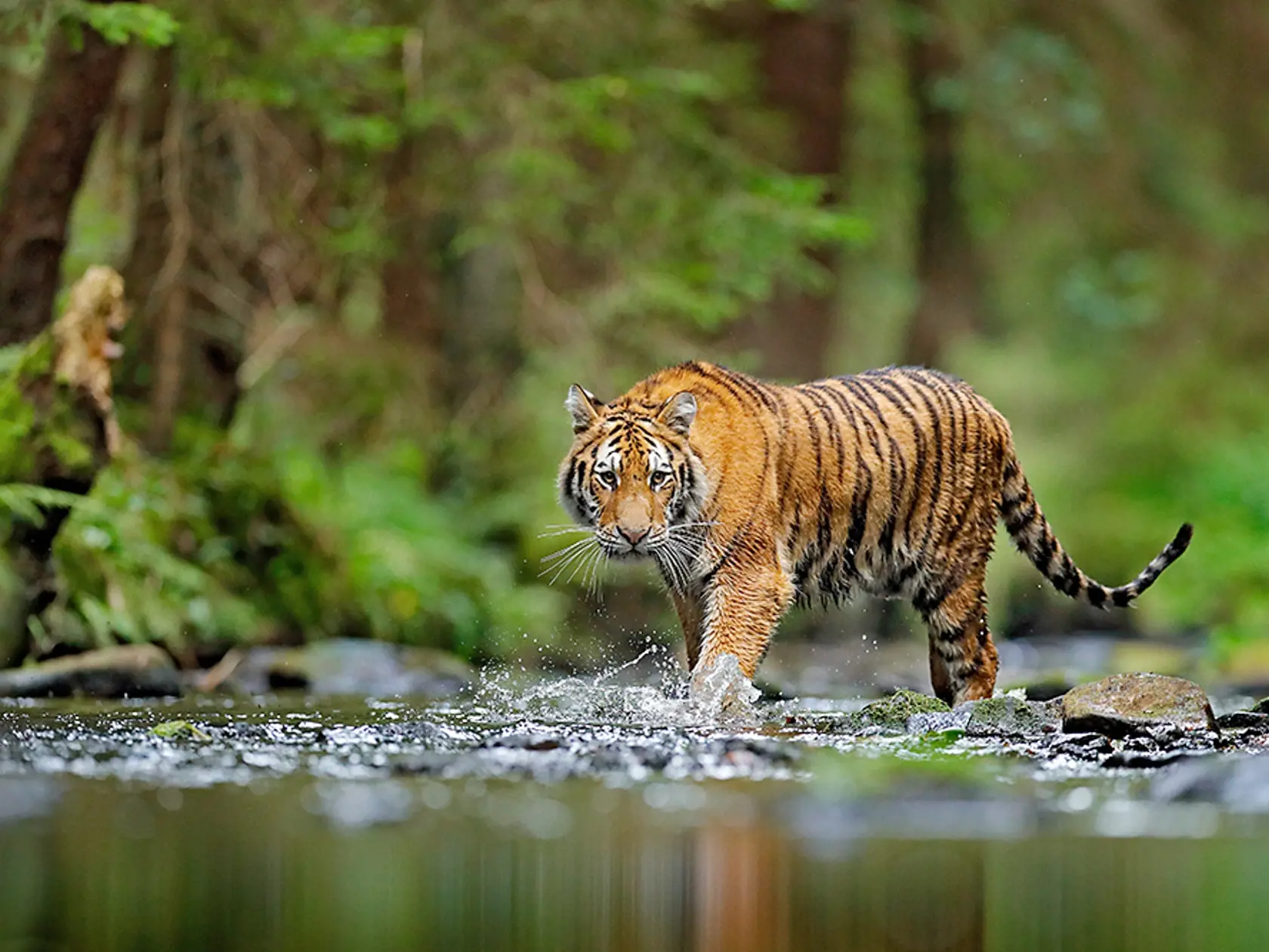 Tiger