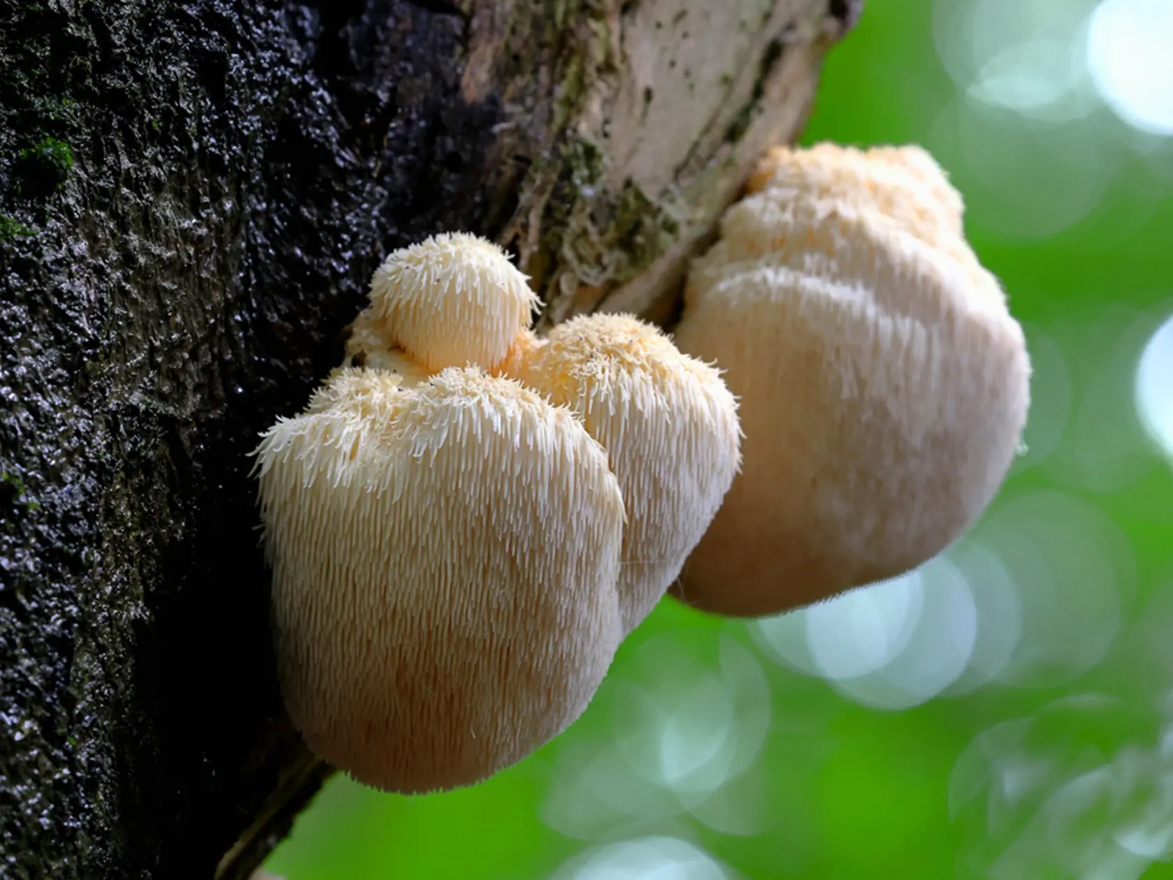 Huba Hericium, ktorej sa hovorí aj koralovec ježovitý alebo levia hriva.