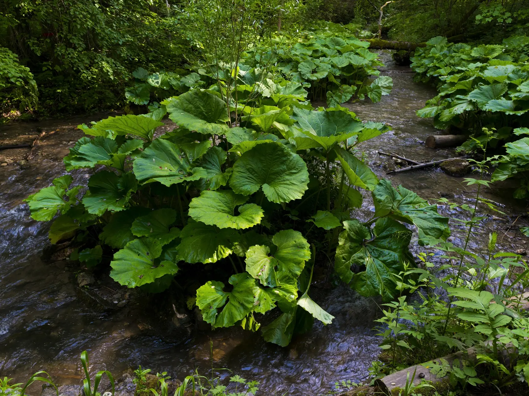 Biely potok, pravostranný prítok rieky Hornád v Prielome Hornádu, vytvoril úzku dolinu s názvom Tomášovská Belá. Úžinou Tomášovskej Belej vedie zelená turistická značka umožňujúca prechod NP Slovenský raj z juhu od Dediniek na sever k Čingovu a naopak. Z Tomášovskej Belej začína napr. nástup na Ferratu HZS Kyseľ ale aj nástup do divokej Sokolej doliny s najvyšším vodopádom Slovenského raja, Závojovým vodopádom. Bielym potokom sa v minulosti splavovalo drevo, k čomu bola postavená vodná nádrž Kla