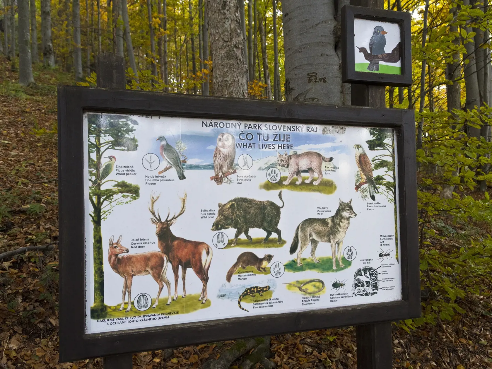 Na snímke informačná tabuľa pri turistickom chodníku z obce Stratená (okres Rožňava) v južnej časti Slovenského raja na vyhliadkový vrch Havrania skala.