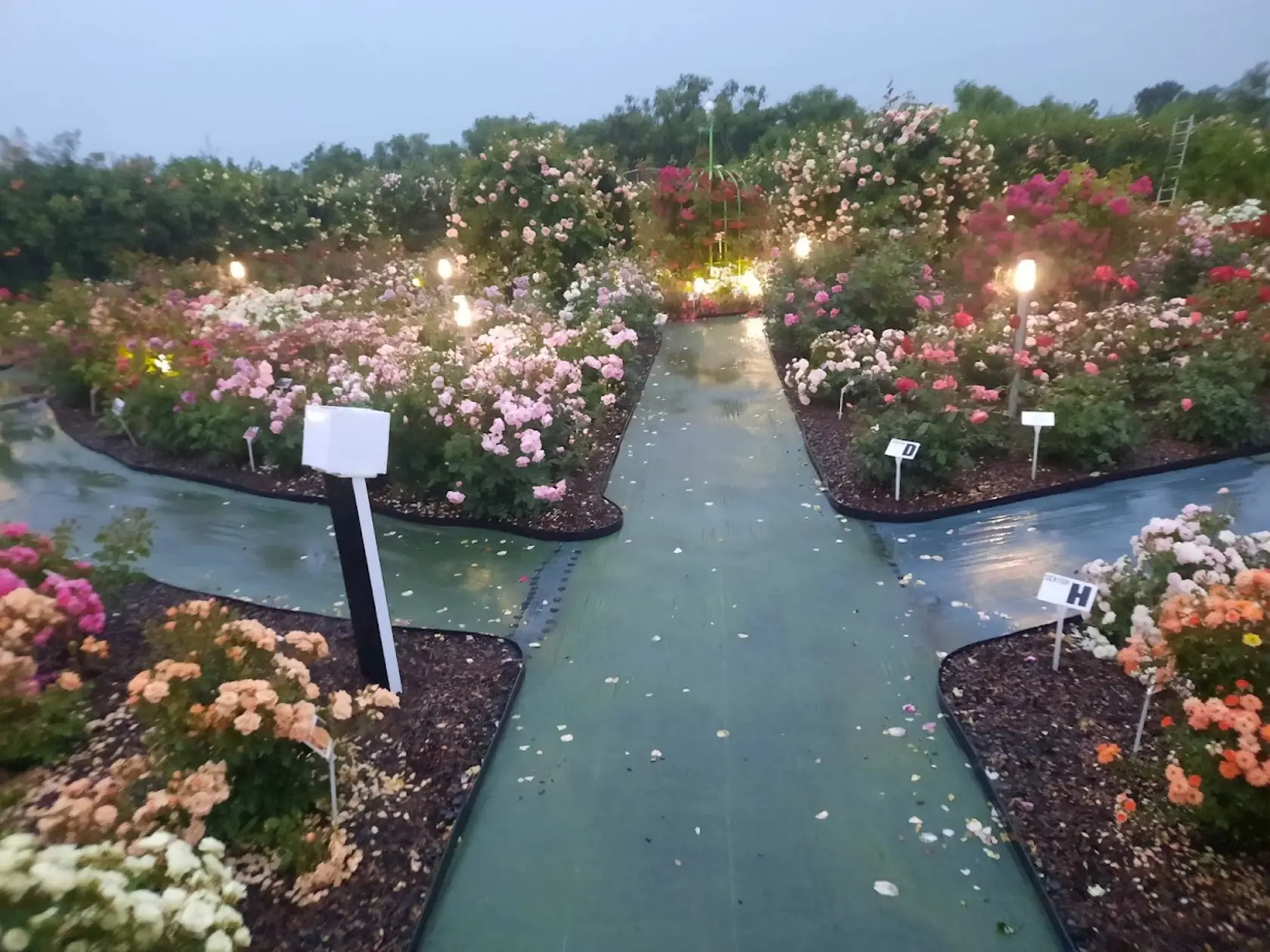 Osobná návšteva je však výnimočná nielen nezameniteľnou vôňou, ktorá je najintenzívnejšia ráno, ale aj večernou, romantickou atmosférou pri tlmenom osvetlení.