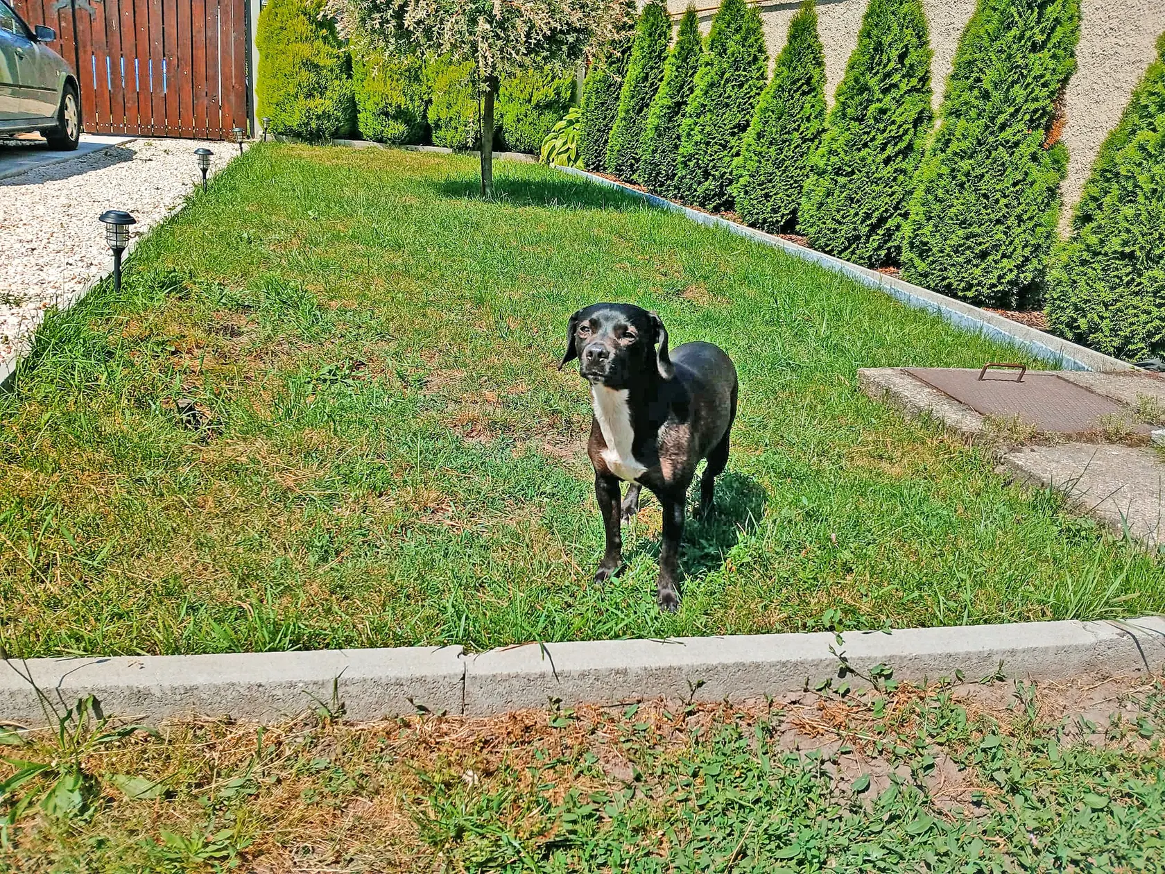 Rocky takto zúfalo hľadí na bránku a čaká svojich majiteľov.