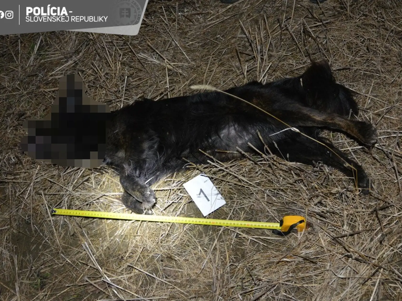 Polícia informovala o mimoriadne nechutnom prípade. Enviropolícia obvinila muža, ktorý obesil vlastného psa!