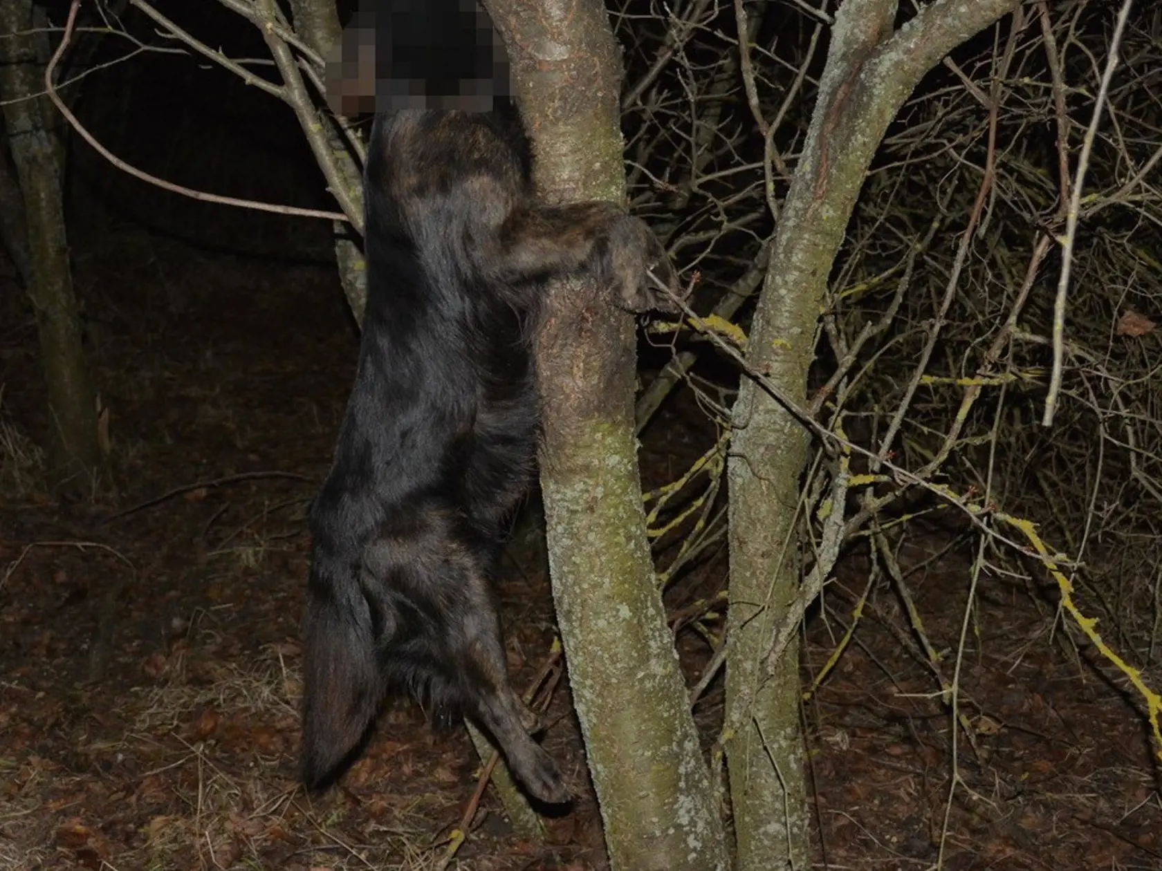 Polícia informovala o mimoriadne nechutnom prípade. Enviropolícia obvinila muža, ktorý obesil vlastného psa!