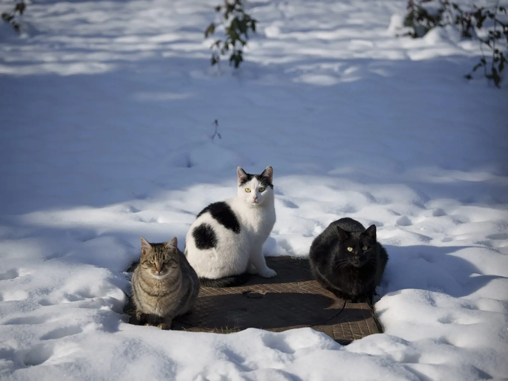 KK8 Bukurešť - Mačky sa vyhrievajú na poklope 25. januára 2024 v Bukurešti. FOTO TASR/AP
Cats warm up on the cover of a maintenance hole in Bucharest, Romania, Thursday, Jan. 25, 2024. (AP Photo/Andreea Alexandru)