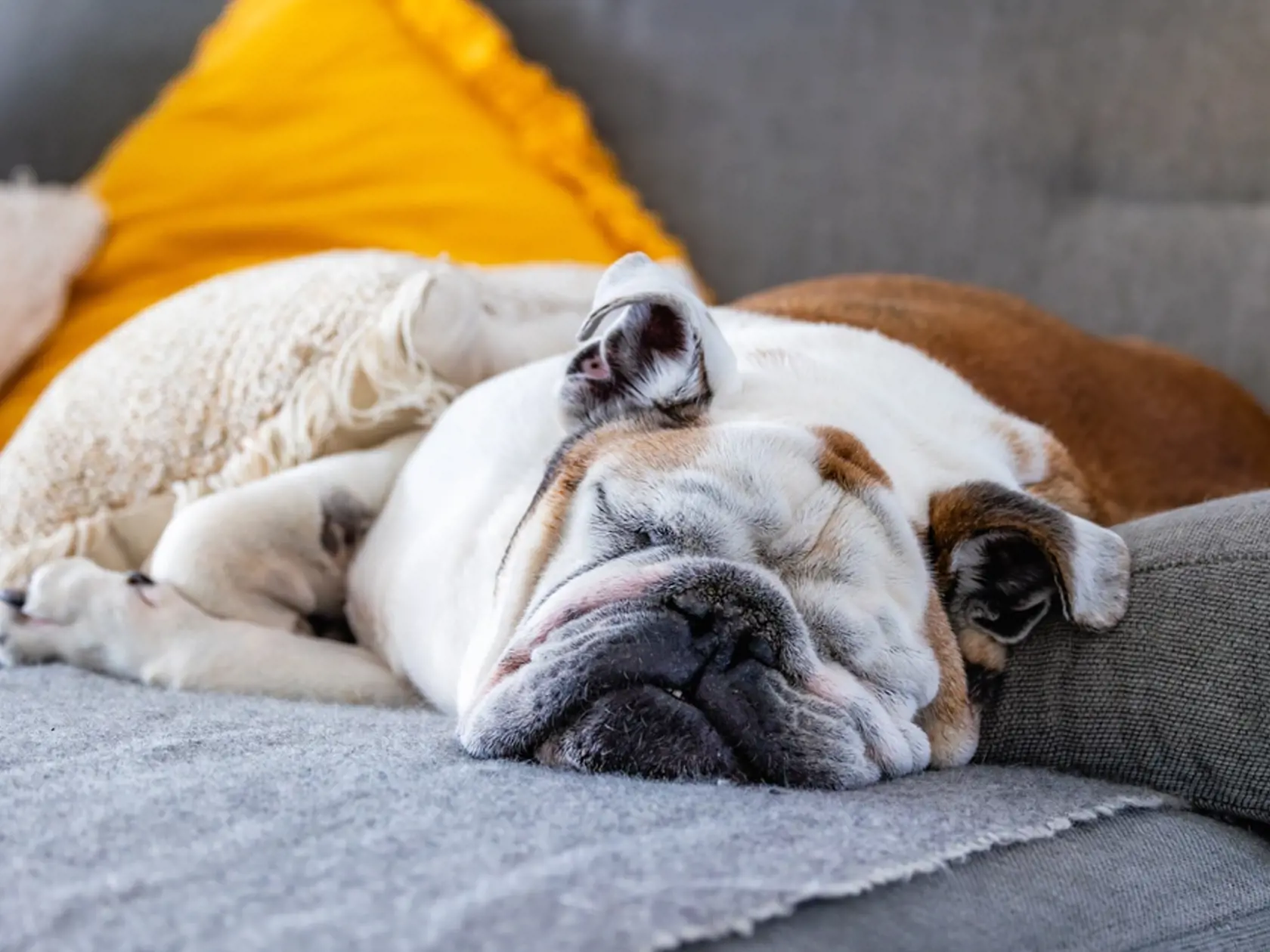 English,Bulldog,Sleeping,On,The,Bed,,Shallow,Depth,Of,Field
