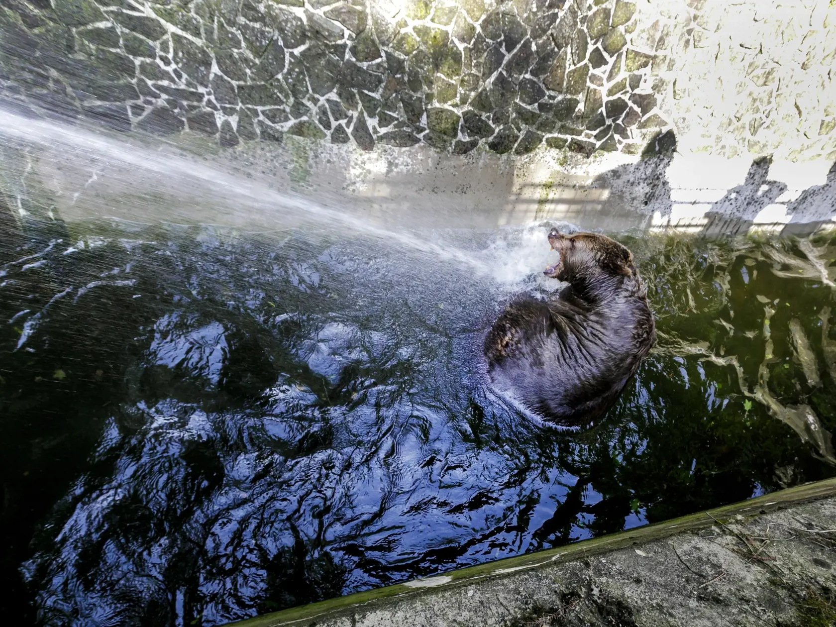 Na snímke medveď hnedý sa osviežuje pod prúdom studenej vody počas horúceho letného dňa v zoologickej záhrade v Bratislave 24. júna 2021. FOTO TASR - Dano Veselský