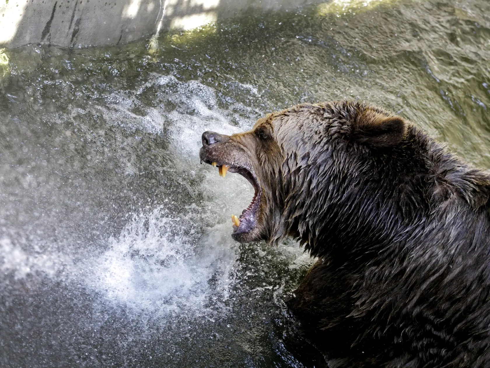 Na snímke medveď hnedý sa osviežuje pod prúdom studenej vody počas horúceho letného dňa v zoologickej záhrade v Bratislave 24. júna 2021. FOTO TASR - Dano Veselský