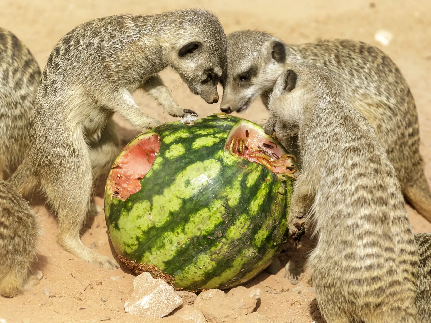 Na snímke surikaty vlnkavé sa osviežujú studeným melónom počas horúceho letného dňa v zoologickej záhrade v Bratislave 24. júna 2021. FOTO TASR - Dano Veselský