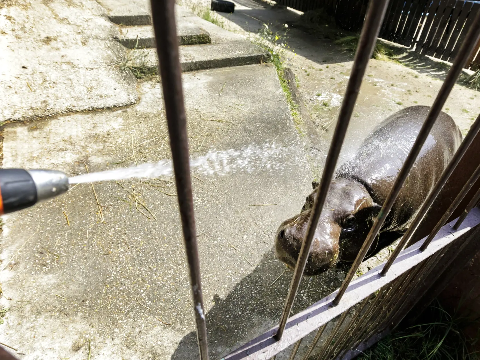 Na snímke hrošík libérijský sa osviežuje pod prúdom studenej vody počas horúceho letného dňa v zoologickej záhrade v Bratislave 24. júna 2021. FOTO TASR - Dano Veselský