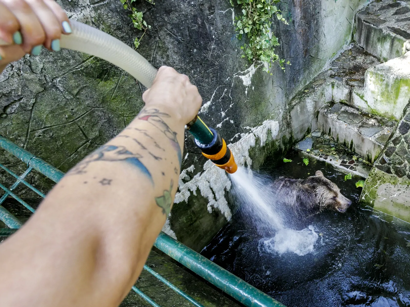 Na snímke medveď hnedý sa osviežuje pod prúdom studenej vody počas horúceho letného dňa v zoologickej záhrade v Bratislave 24. júna 2021. FOTO TASR - Dano Veselský