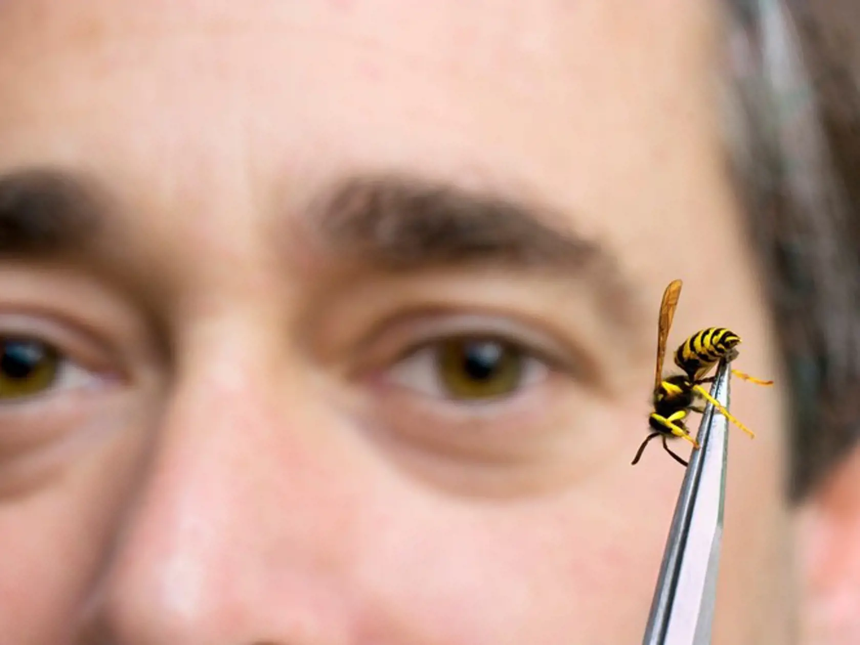 Včelí jed síce spôsobuje silné bolesti v mieste vpichu, ale ak naň nemá človek alergiu, môže byť liečivý.