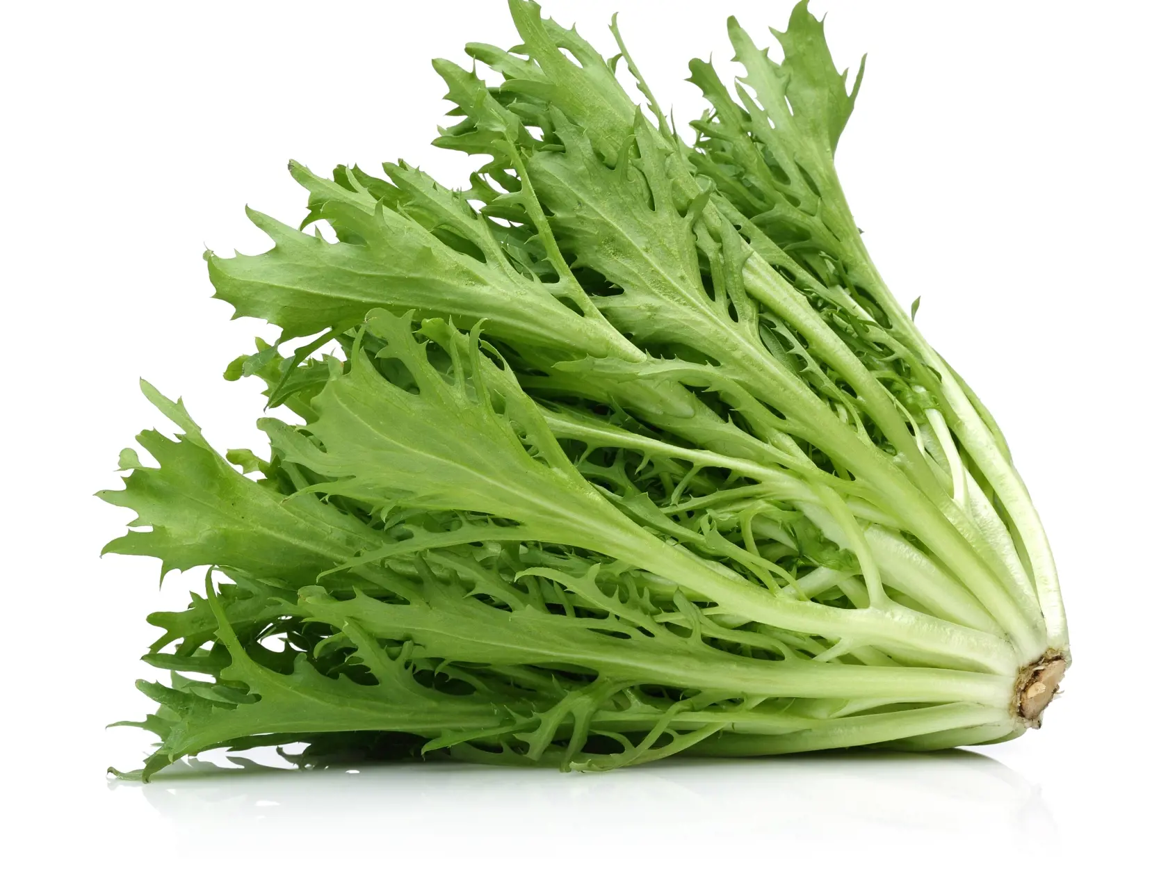 Escarole,Endive,Isolated,On,White,Backgrounds