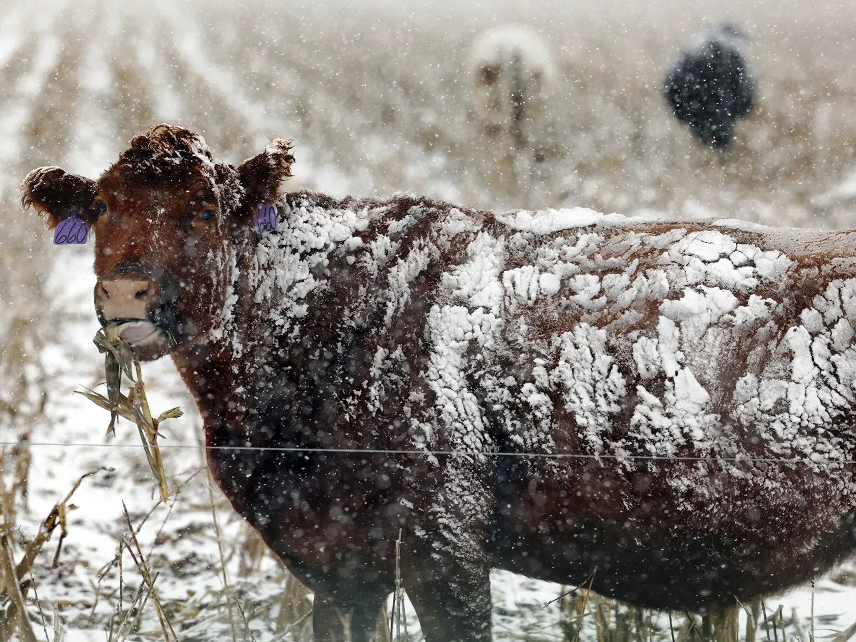 Ilustračná fotografia - Kravičky hľadali potravu, kde sa dalo.