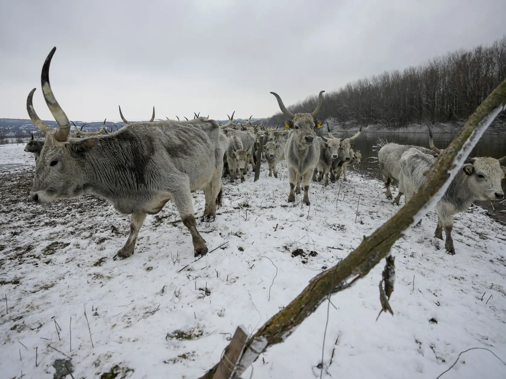 Ilustračná fotografia - Zliechovské kravy boli zanedbávané.
